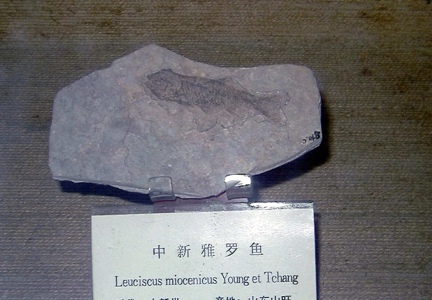 中国旅行記@上海市内観光&上海自然博物館編。上海自然博物館にある、古代魚の化石。鱗が大きいです