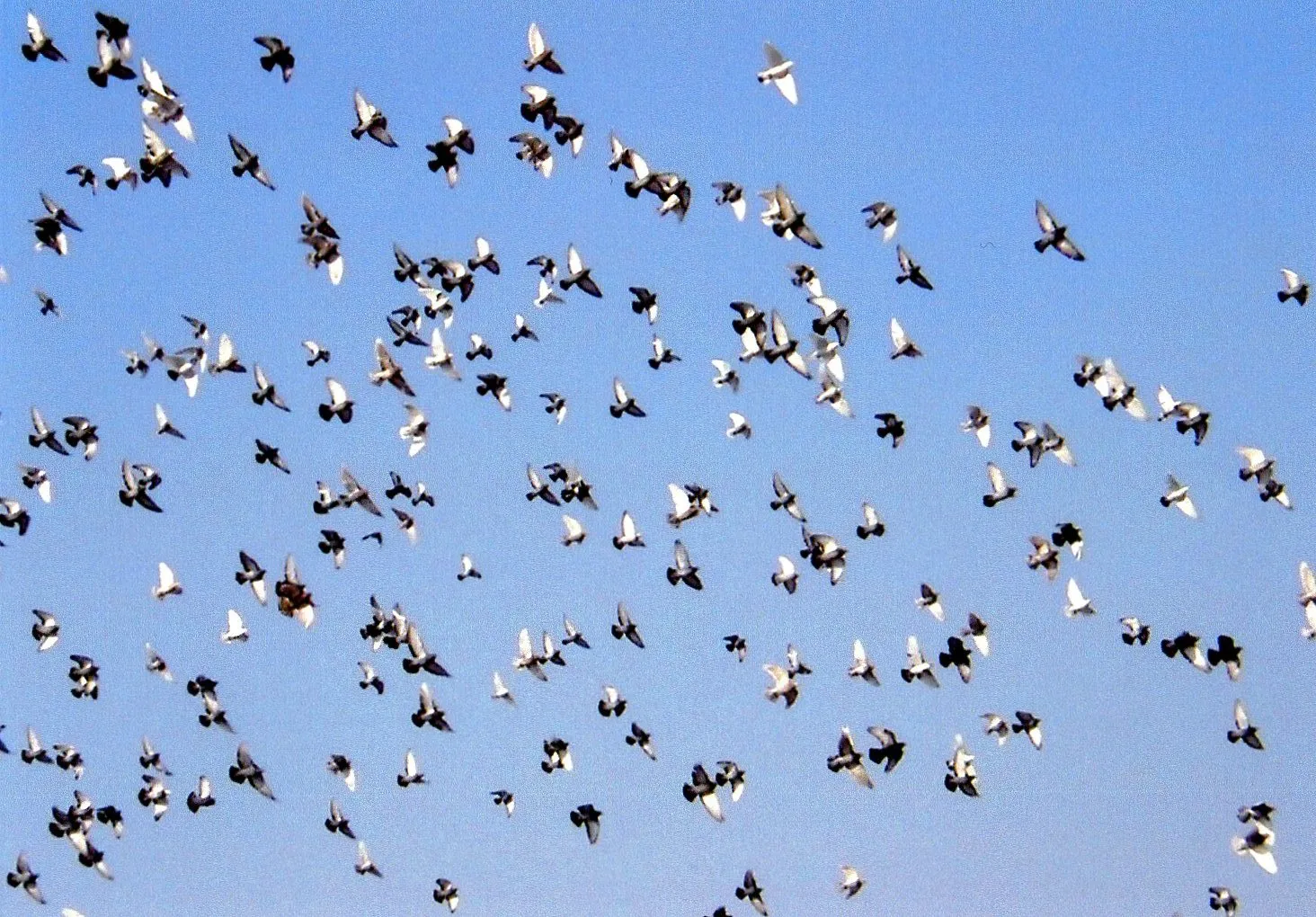 冬の哈爾浜 ハルビン市で元気よく羽ばたく鳩たち