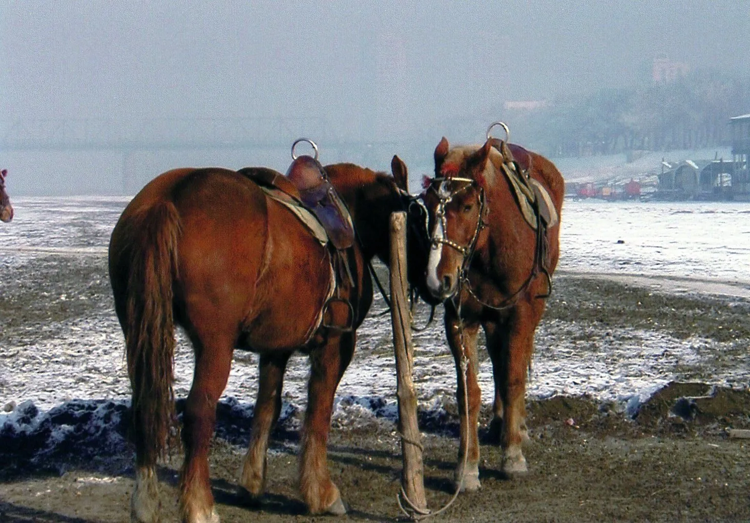 冬の哈爾浜 ハルビン市の松花江でたたずむ馬。乗馬して遊覧出来ます