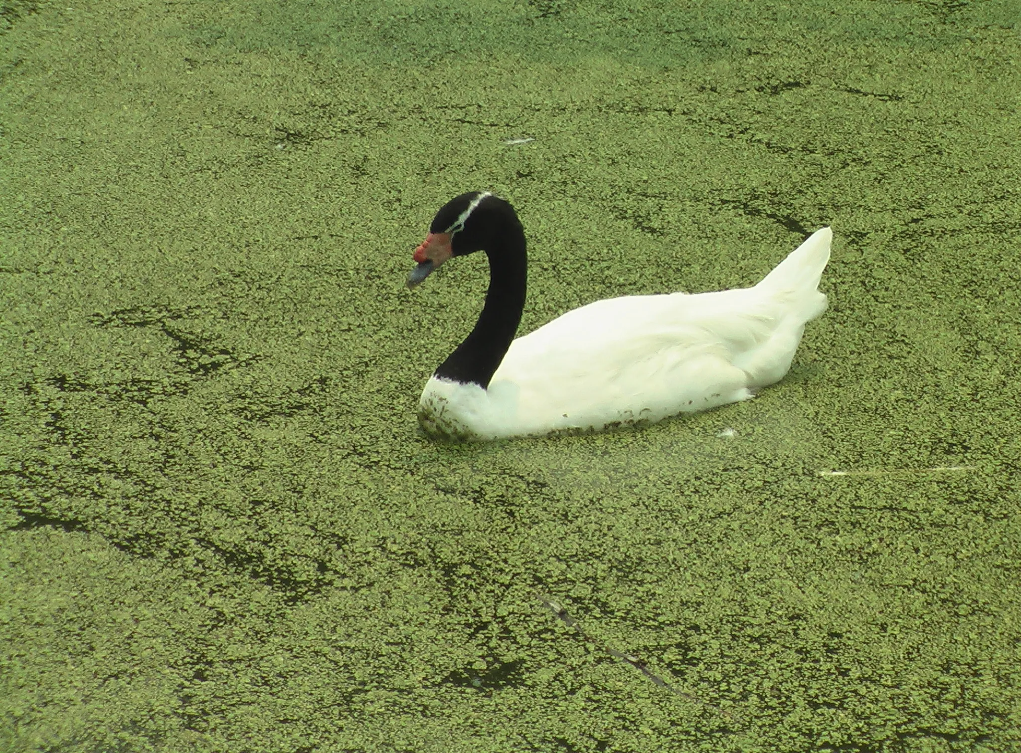 緑の藻にまみれた鳥。上海自然動物園の池の水は汚かったです