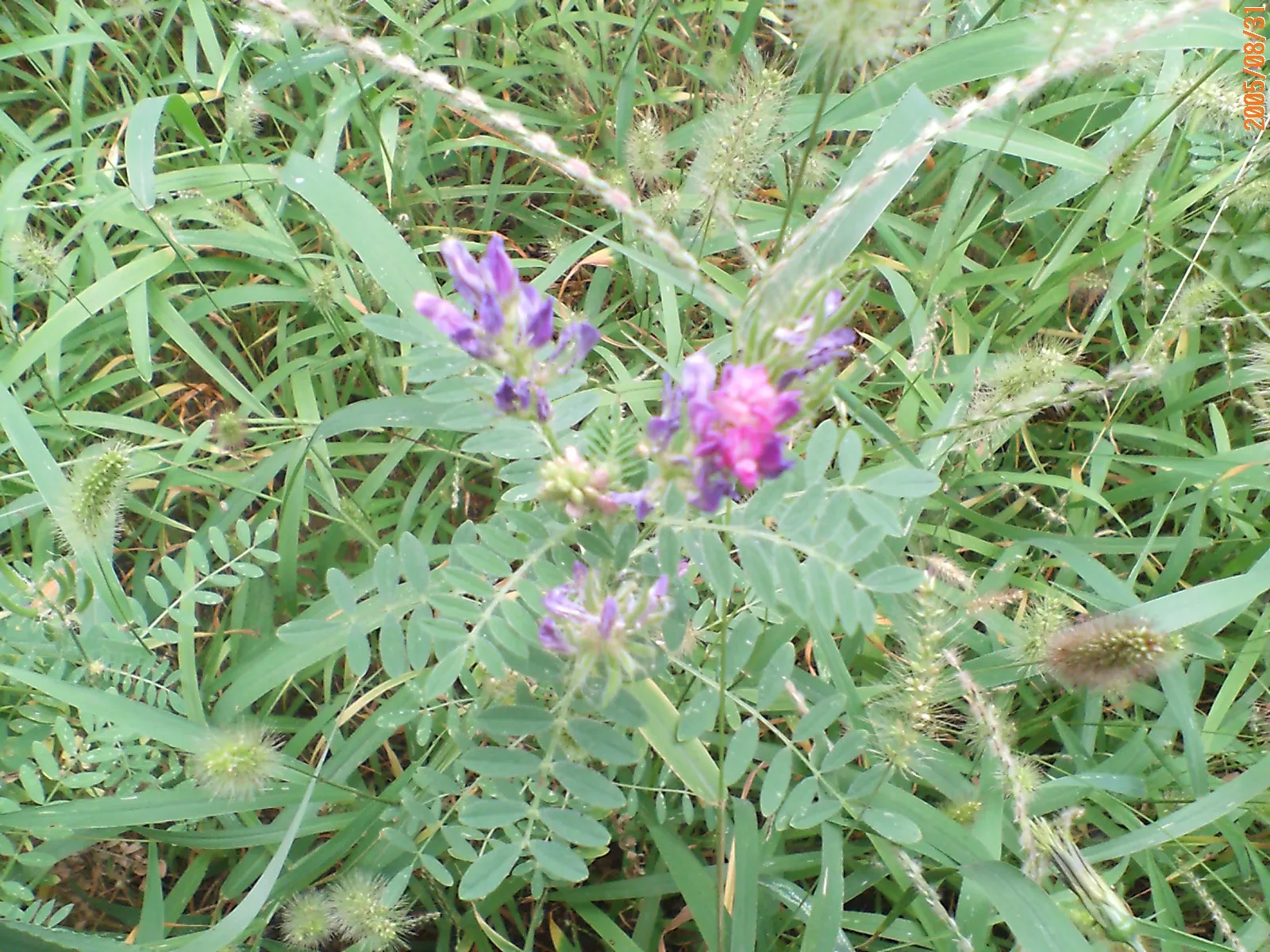 明楼側の野花