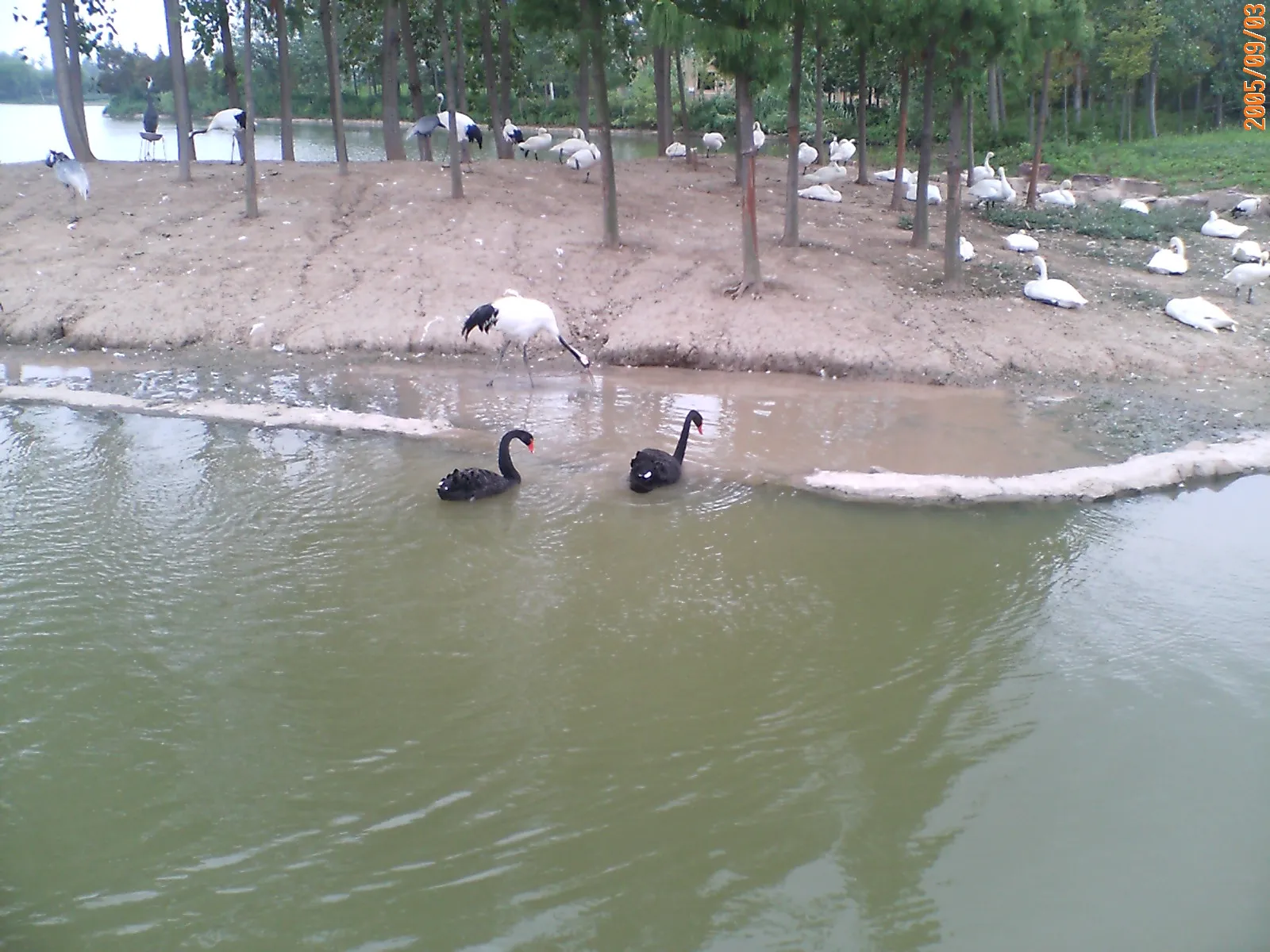 黒鳥と白鳥