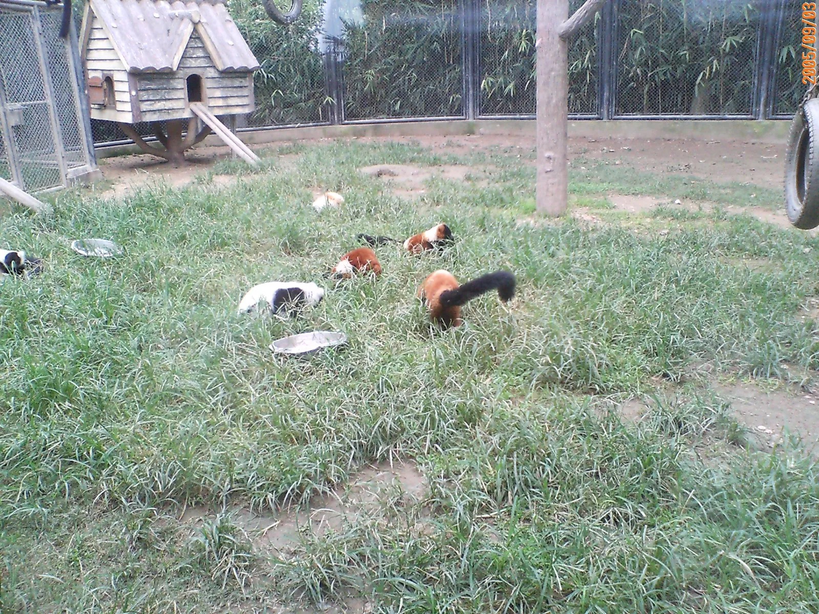 リス猿