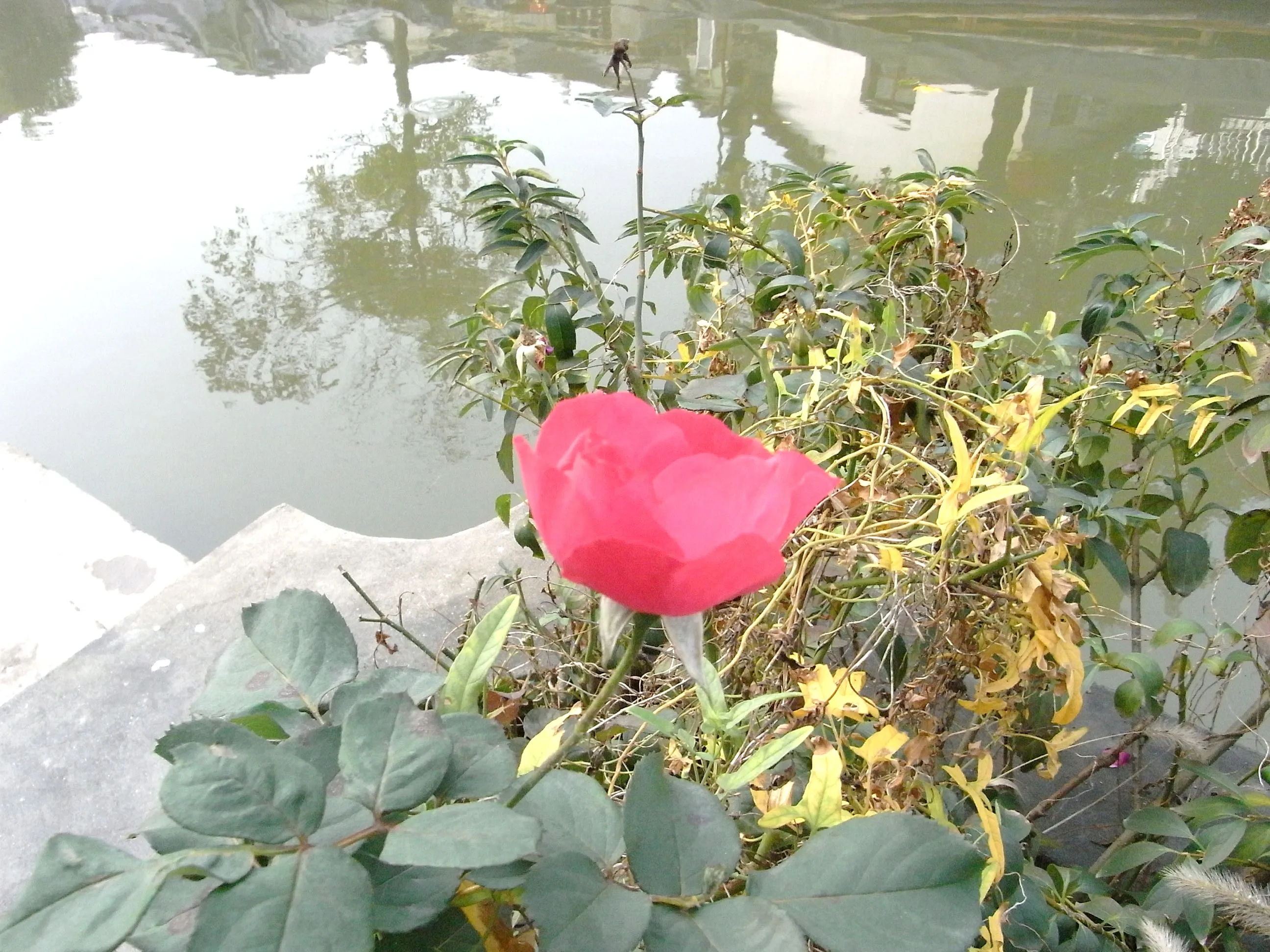 運河の水辺に咲いていた花