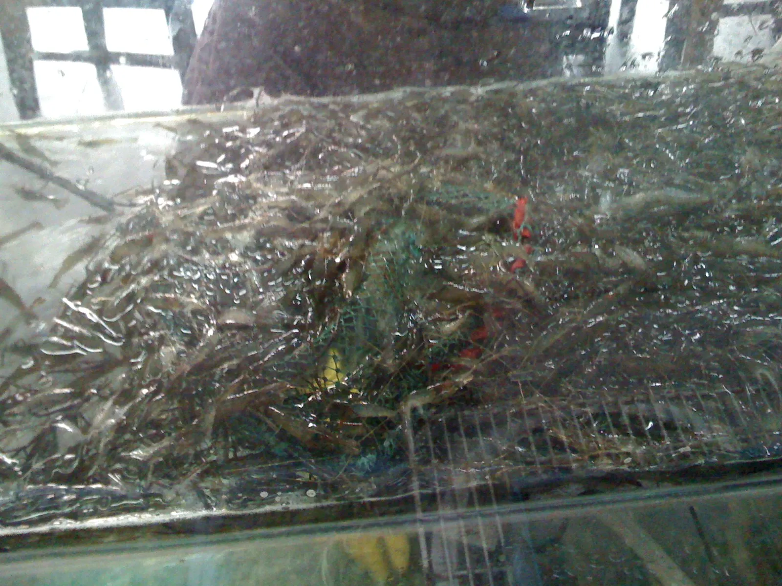 食堂の川海老