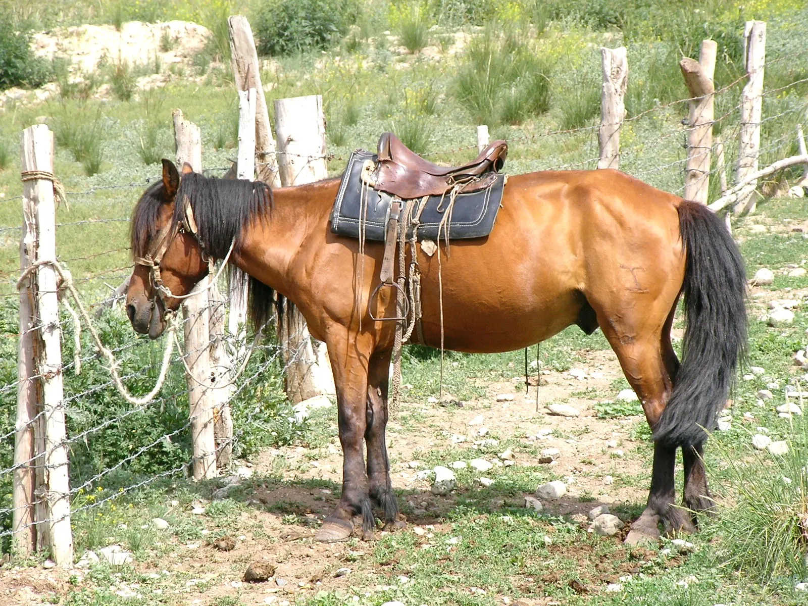 南山牧場エリアの馬
