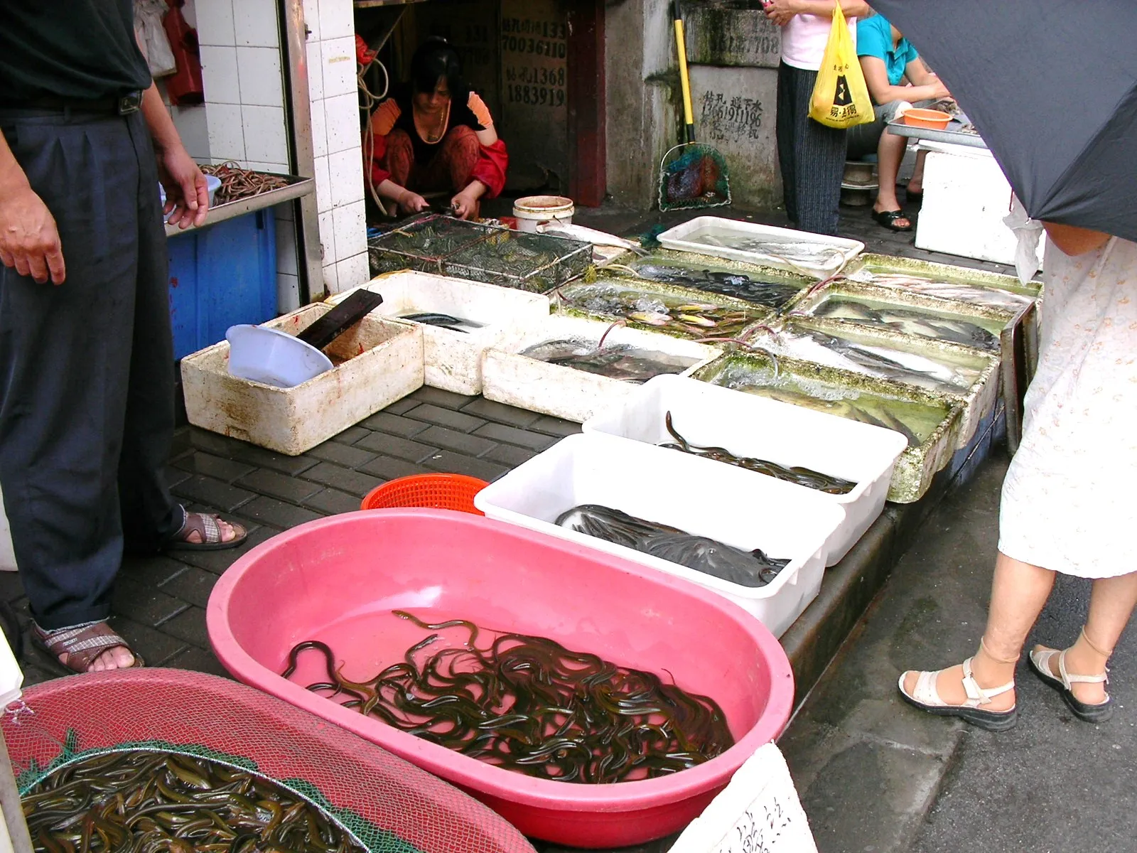 見たこともない魚を売る鮮魚屋