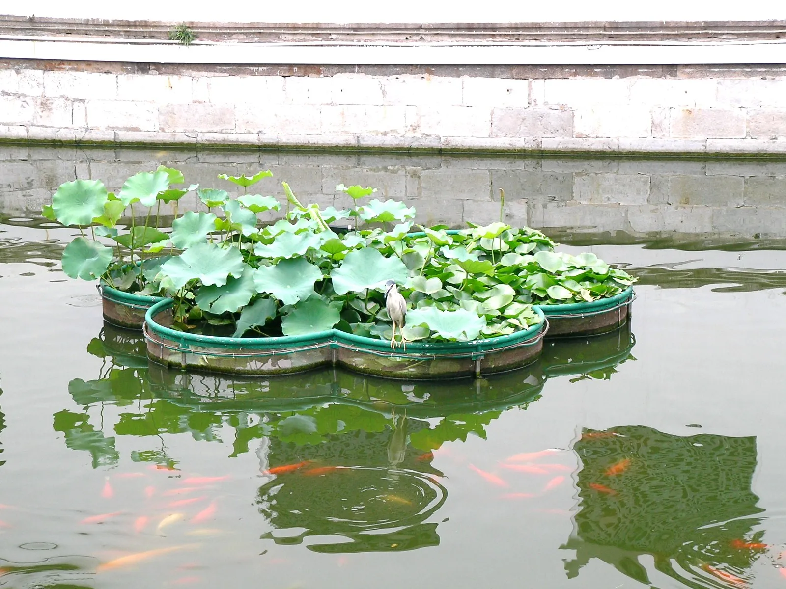 池を泳ぐ鯉