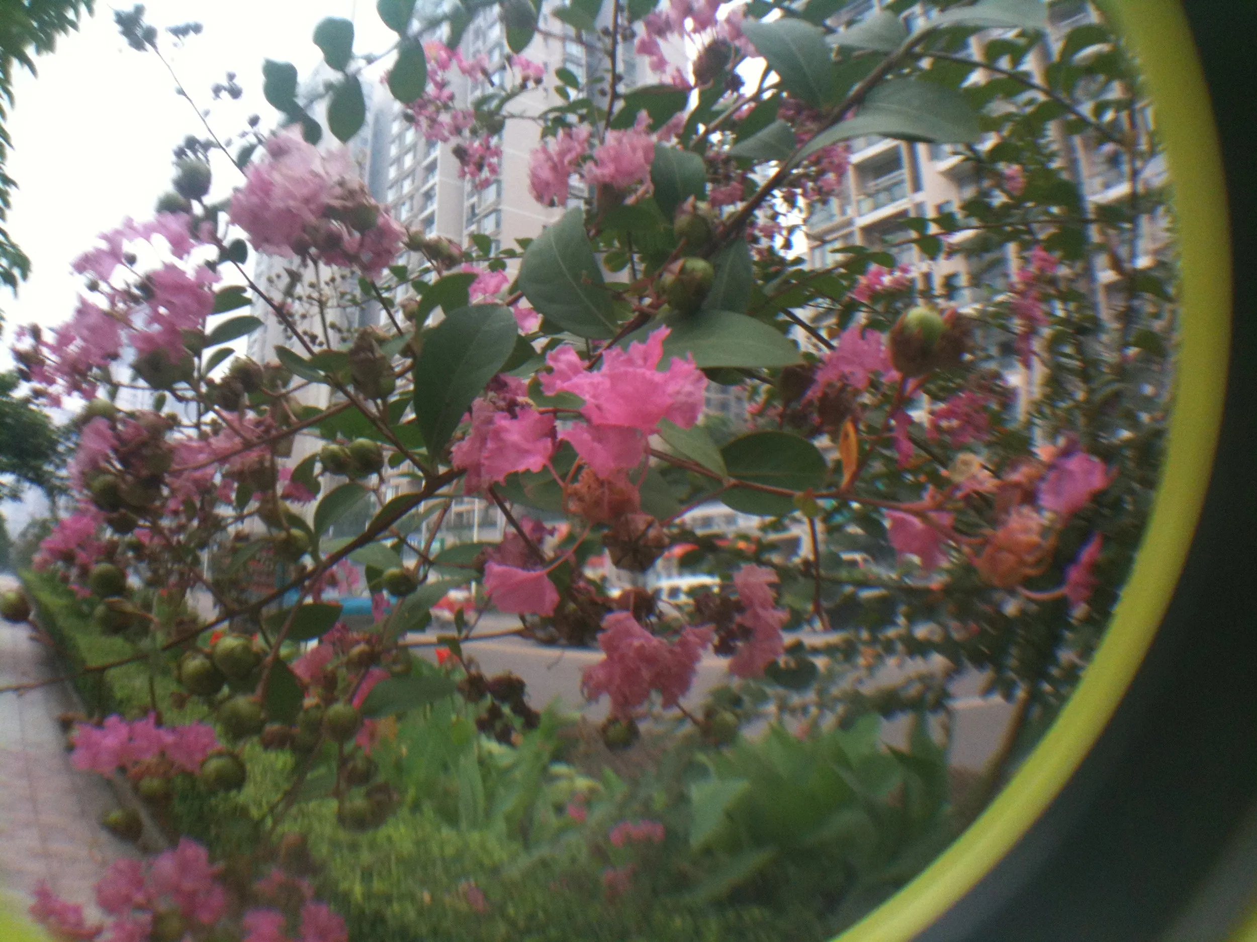 街角に咲く花