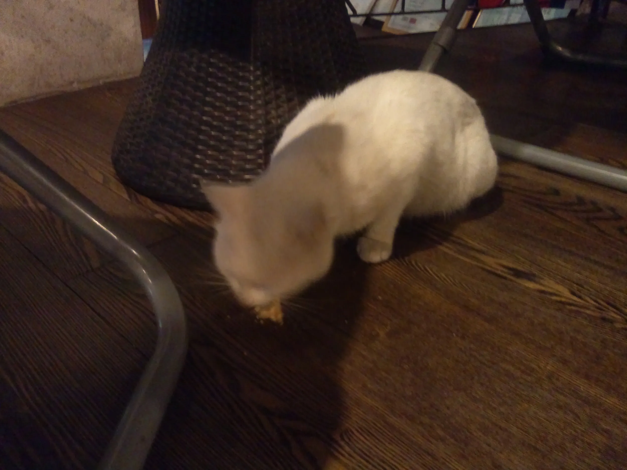 ユースの猫