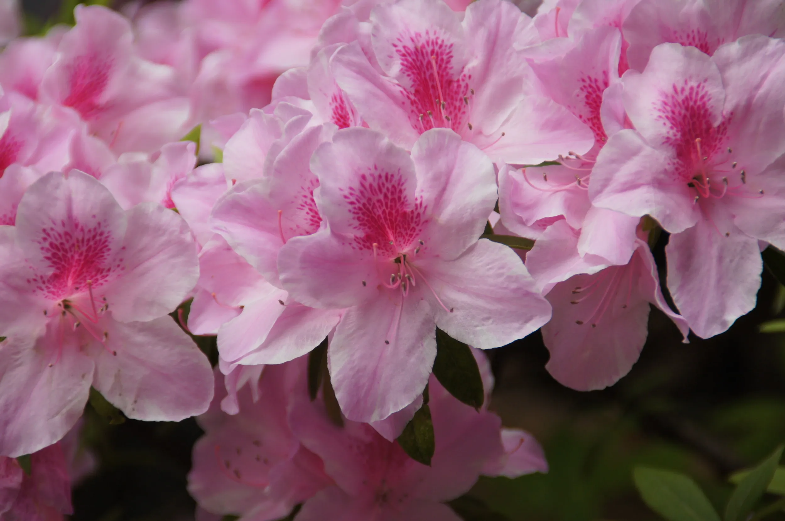 豫園庭園内に咲くつつじの花