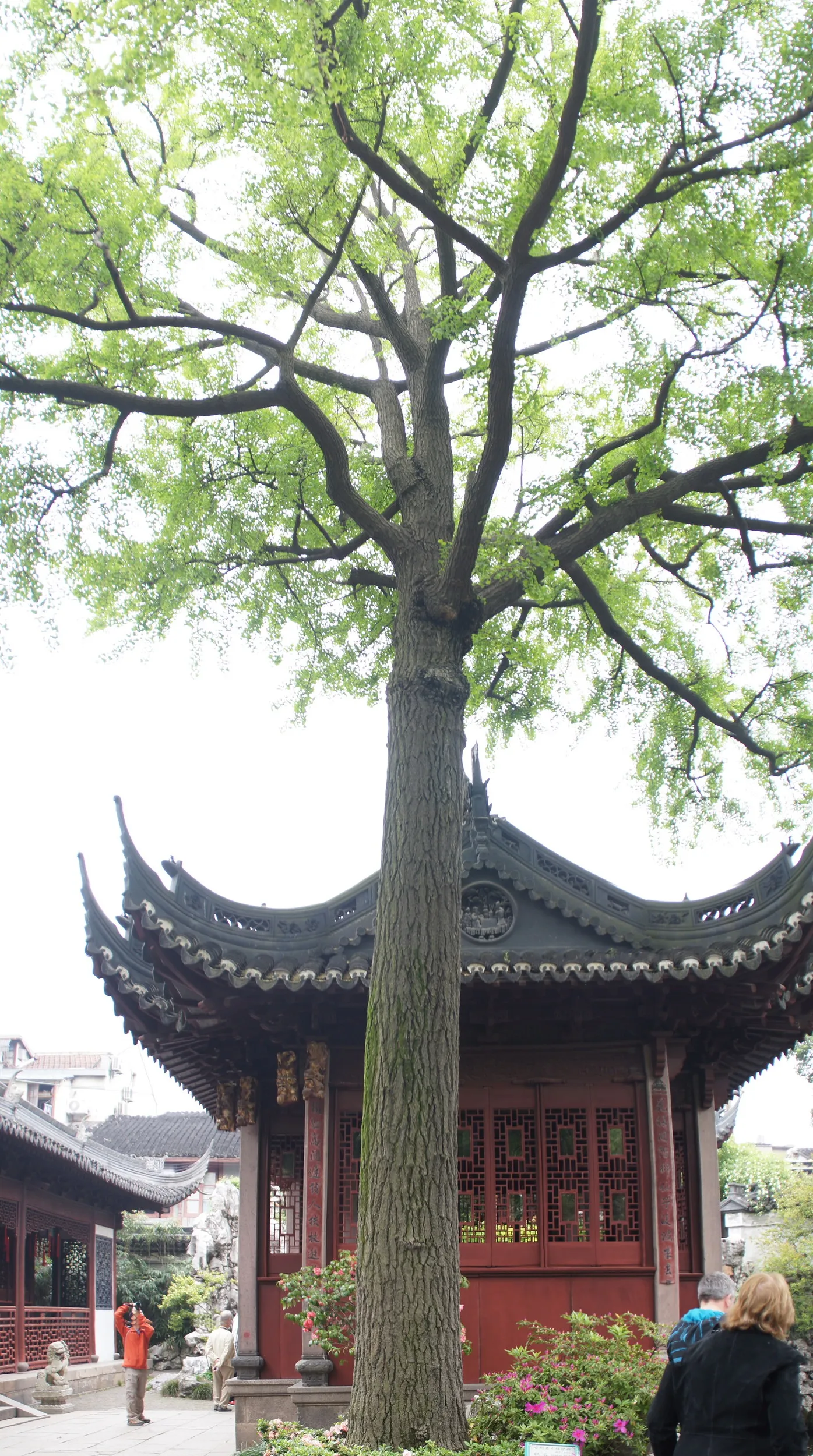 豫園の庭園内