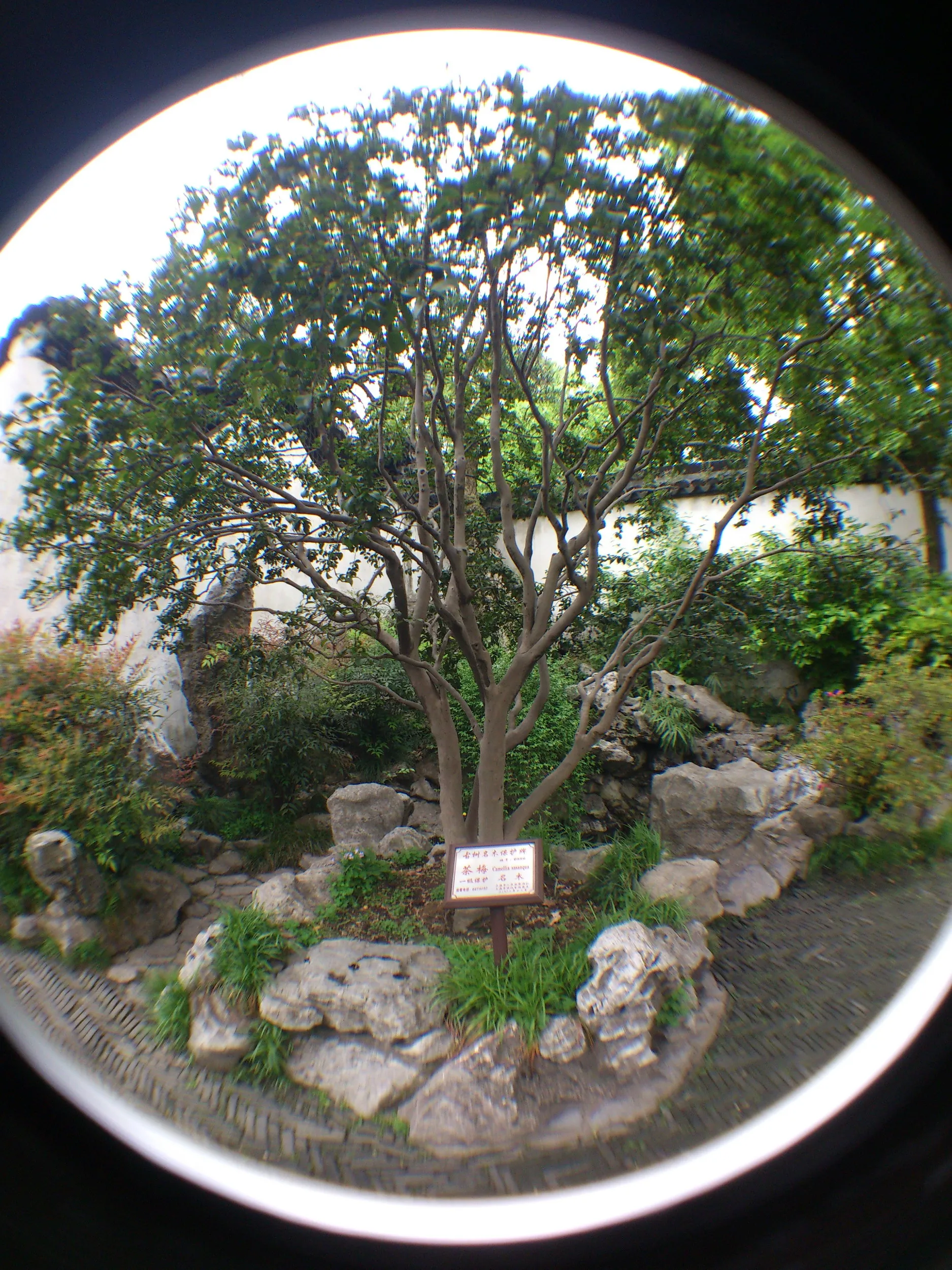 茶梅