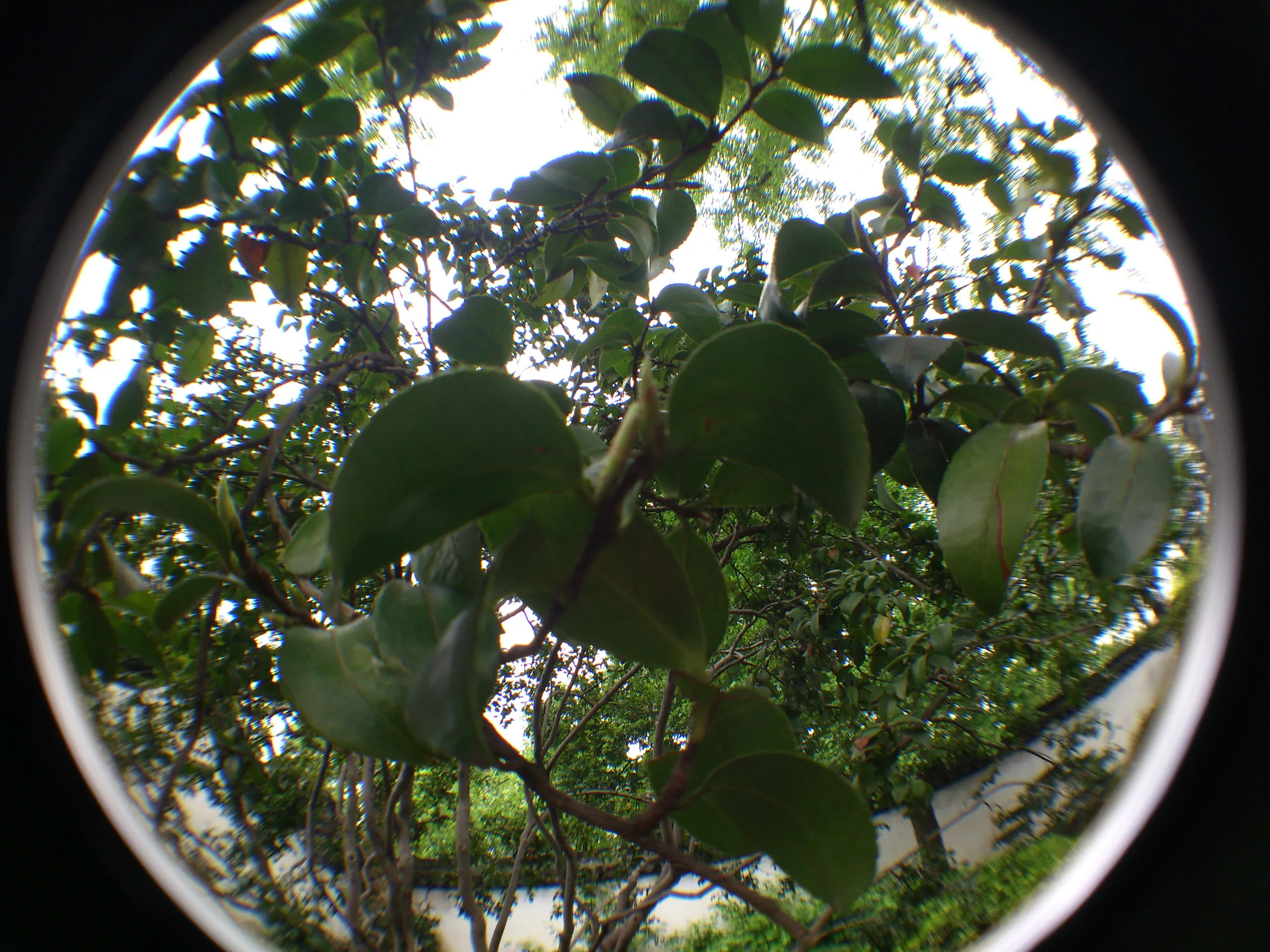茶梅