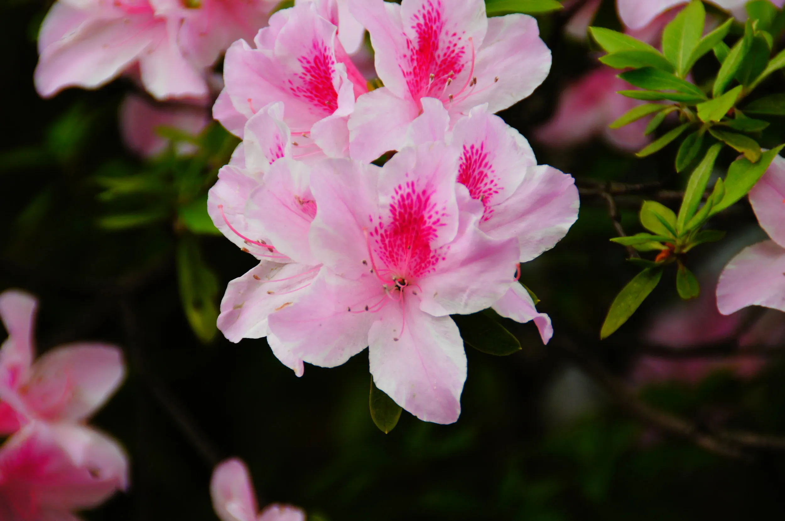 豫園庭園内に咲くつつじの花