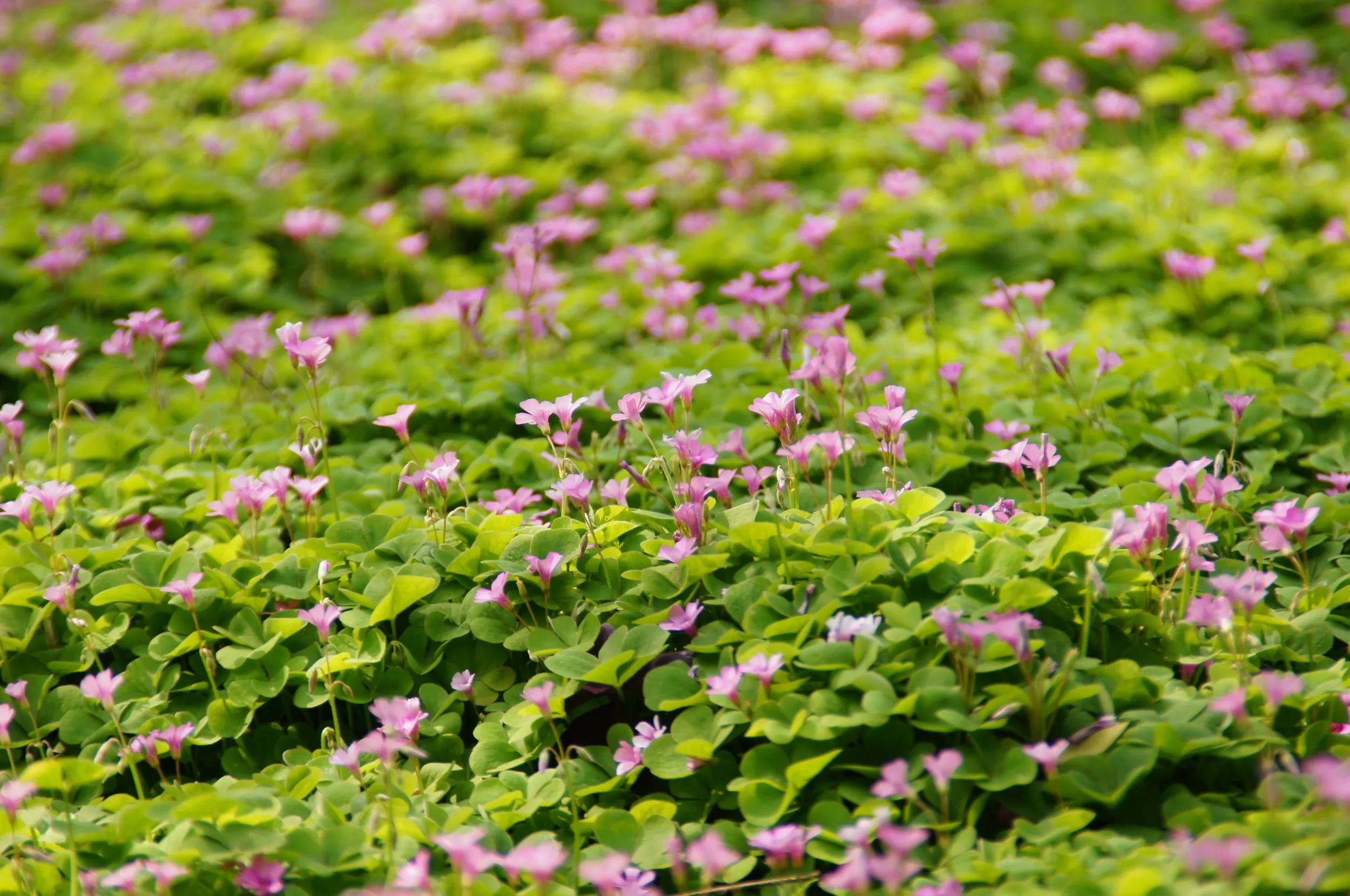 淡いピンクの花