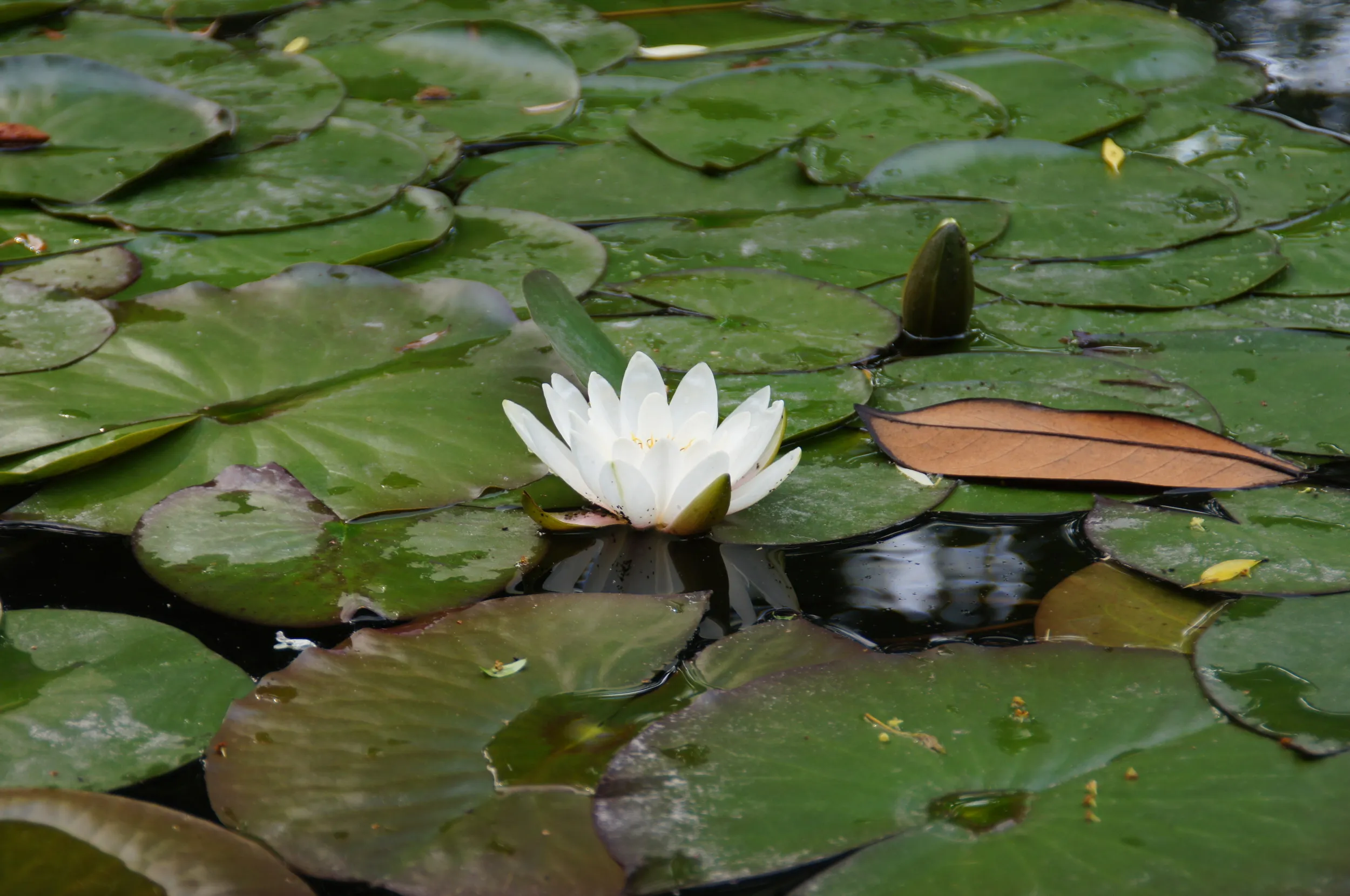 白い蓮の花