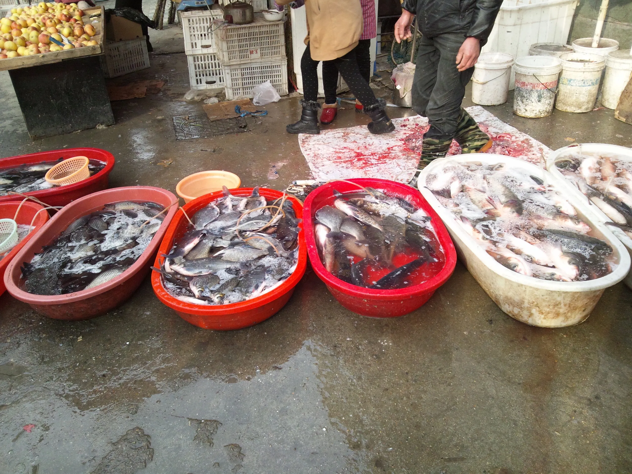市場付近で売られている魚達
