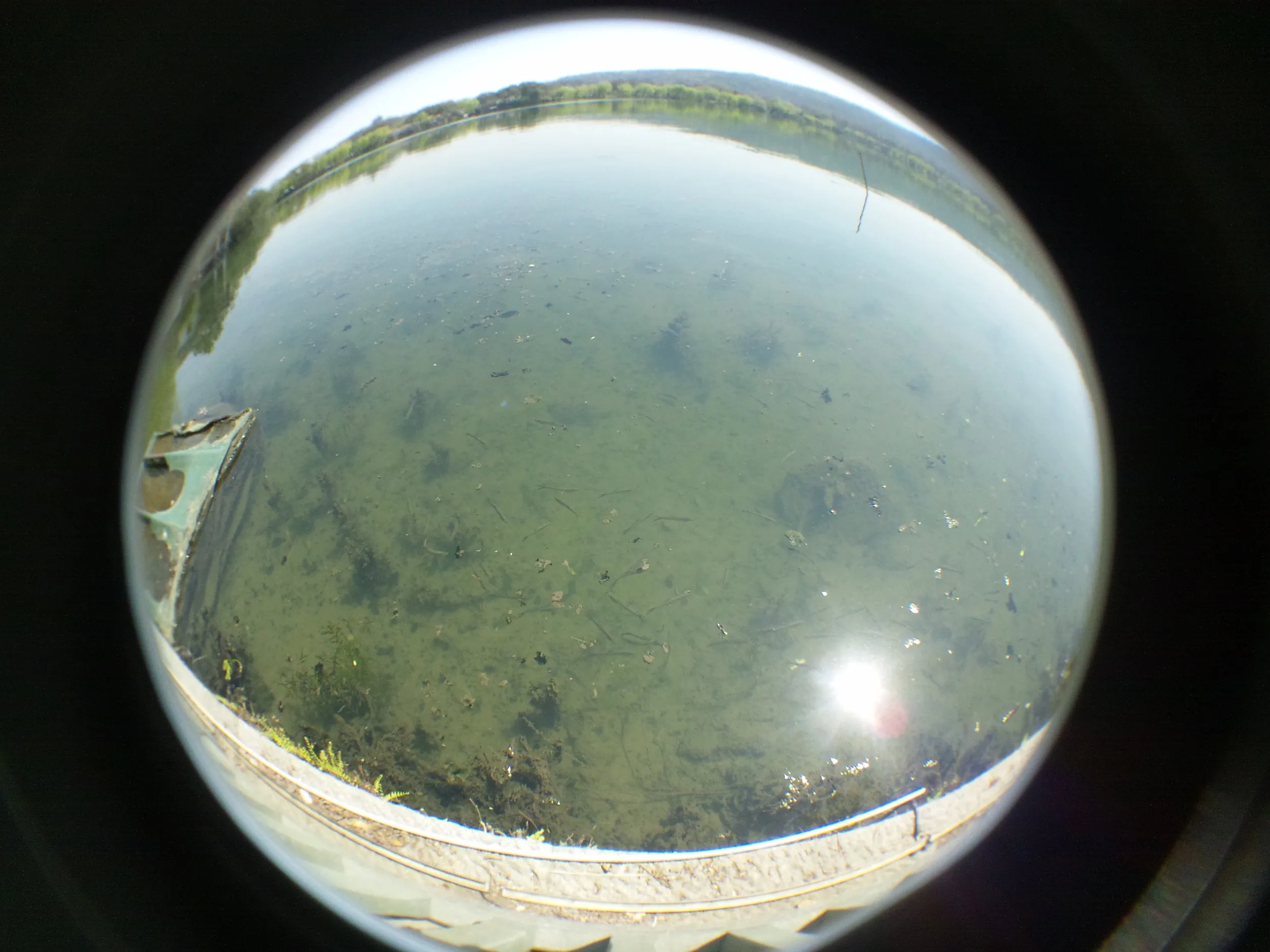 紅魚池の風景