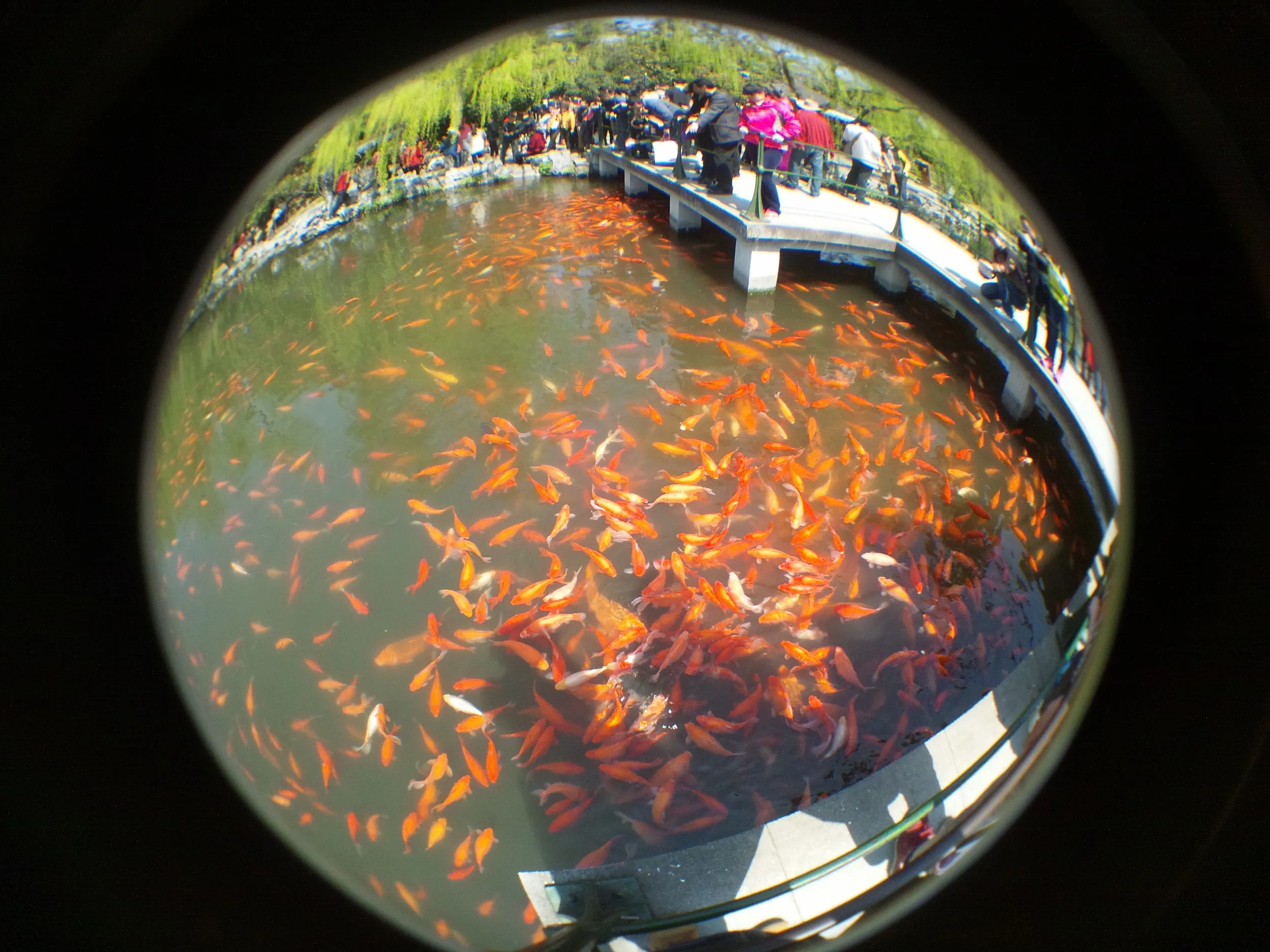 紅魚池と鯉