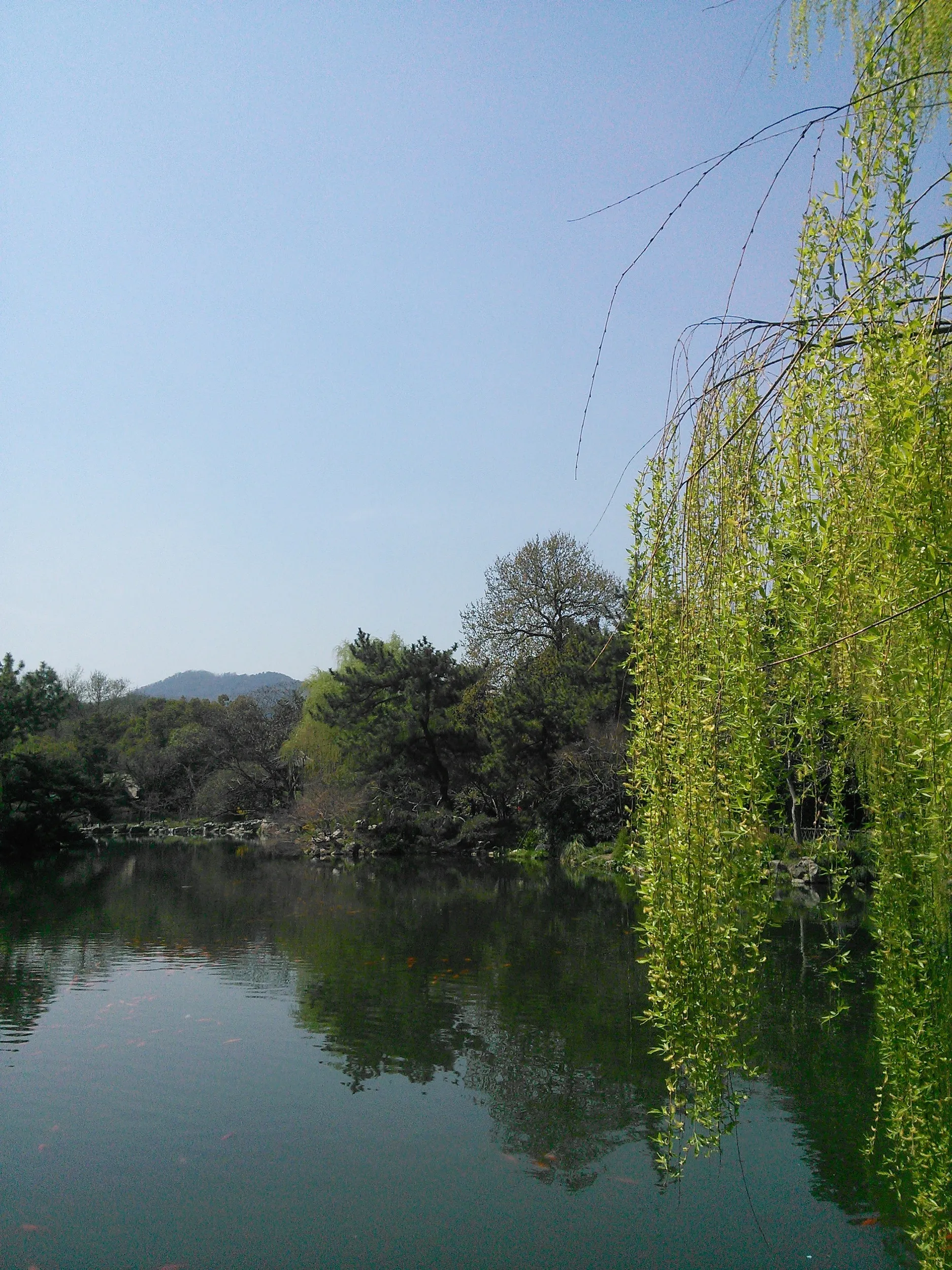 紅魚池と柳の風景