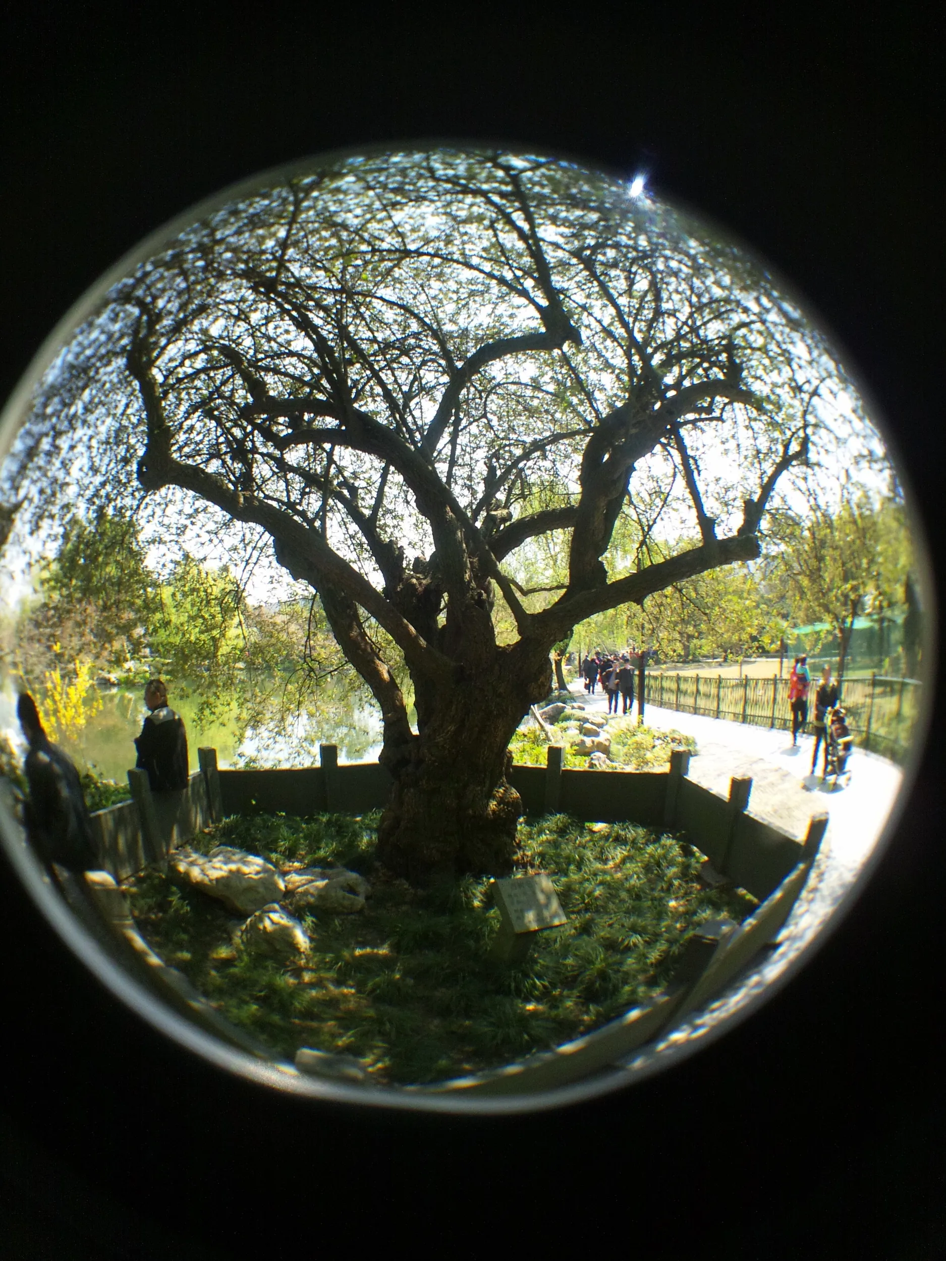 花港公園の木