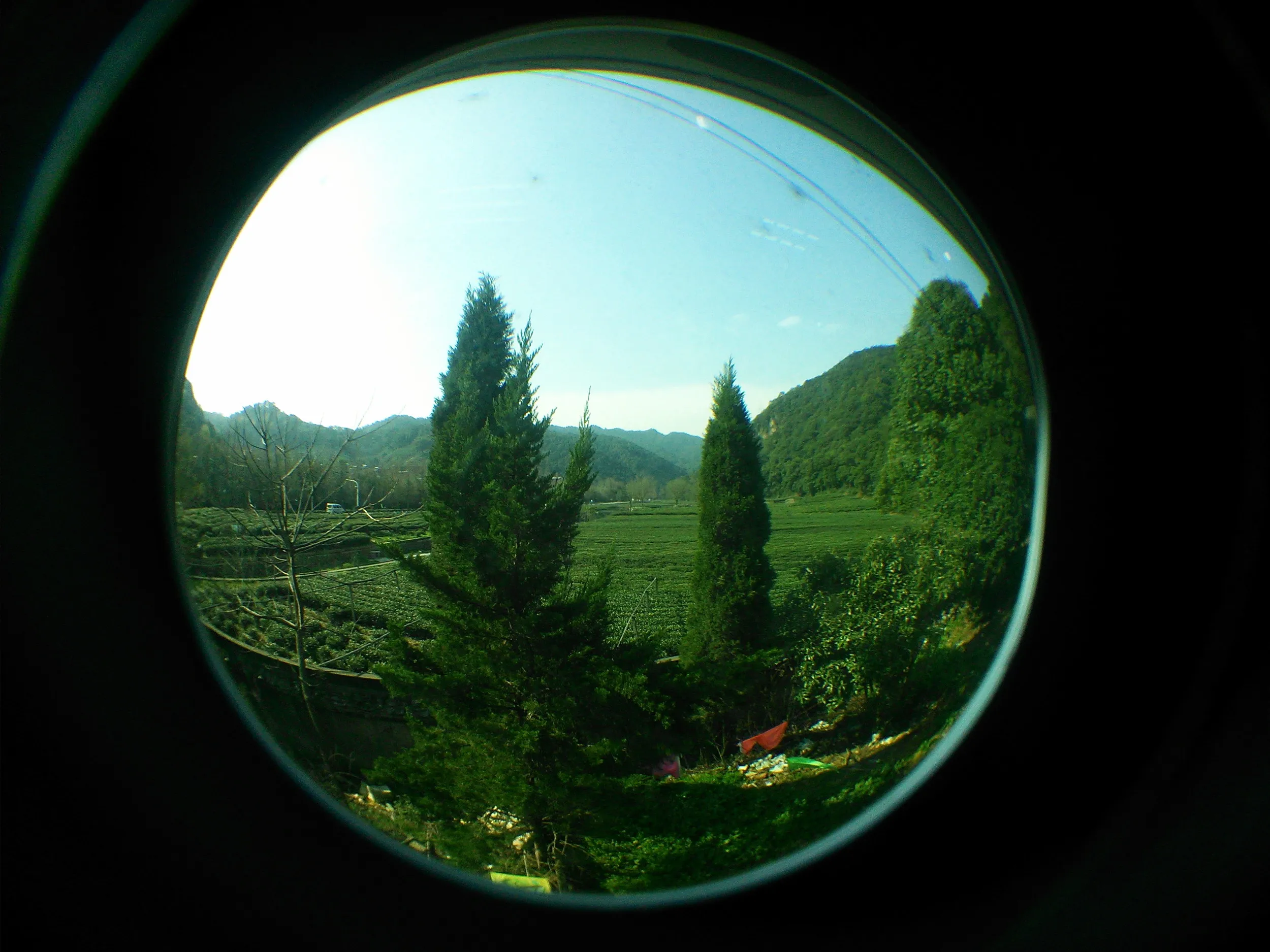 お茶畑の風景