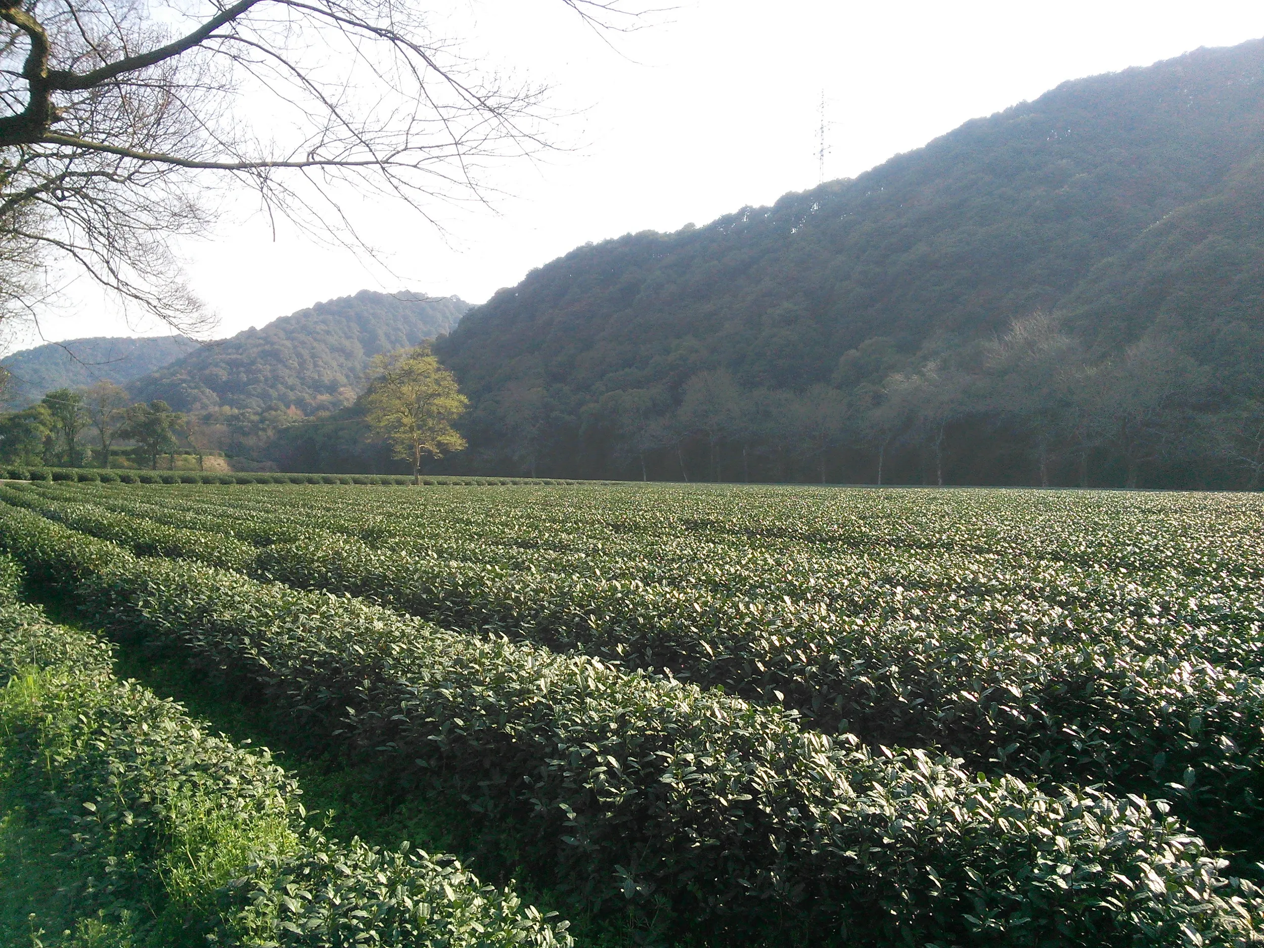 お茶畑の風景