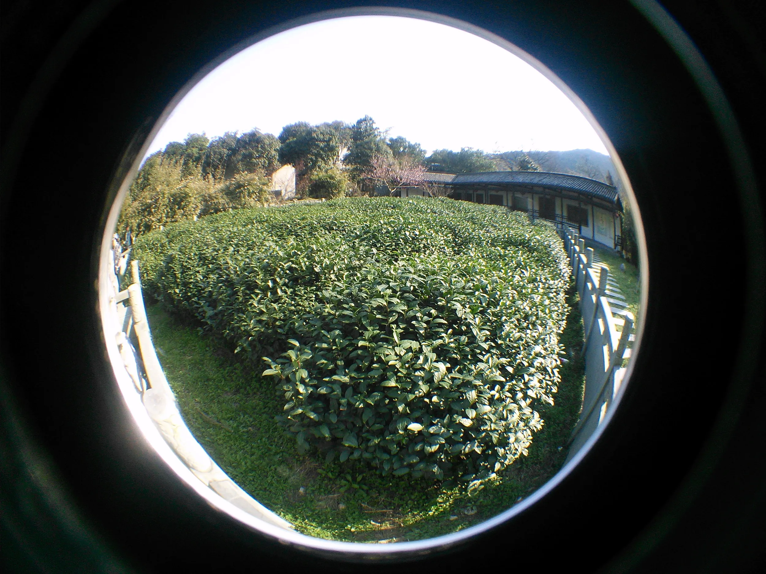 お茶畑の風景