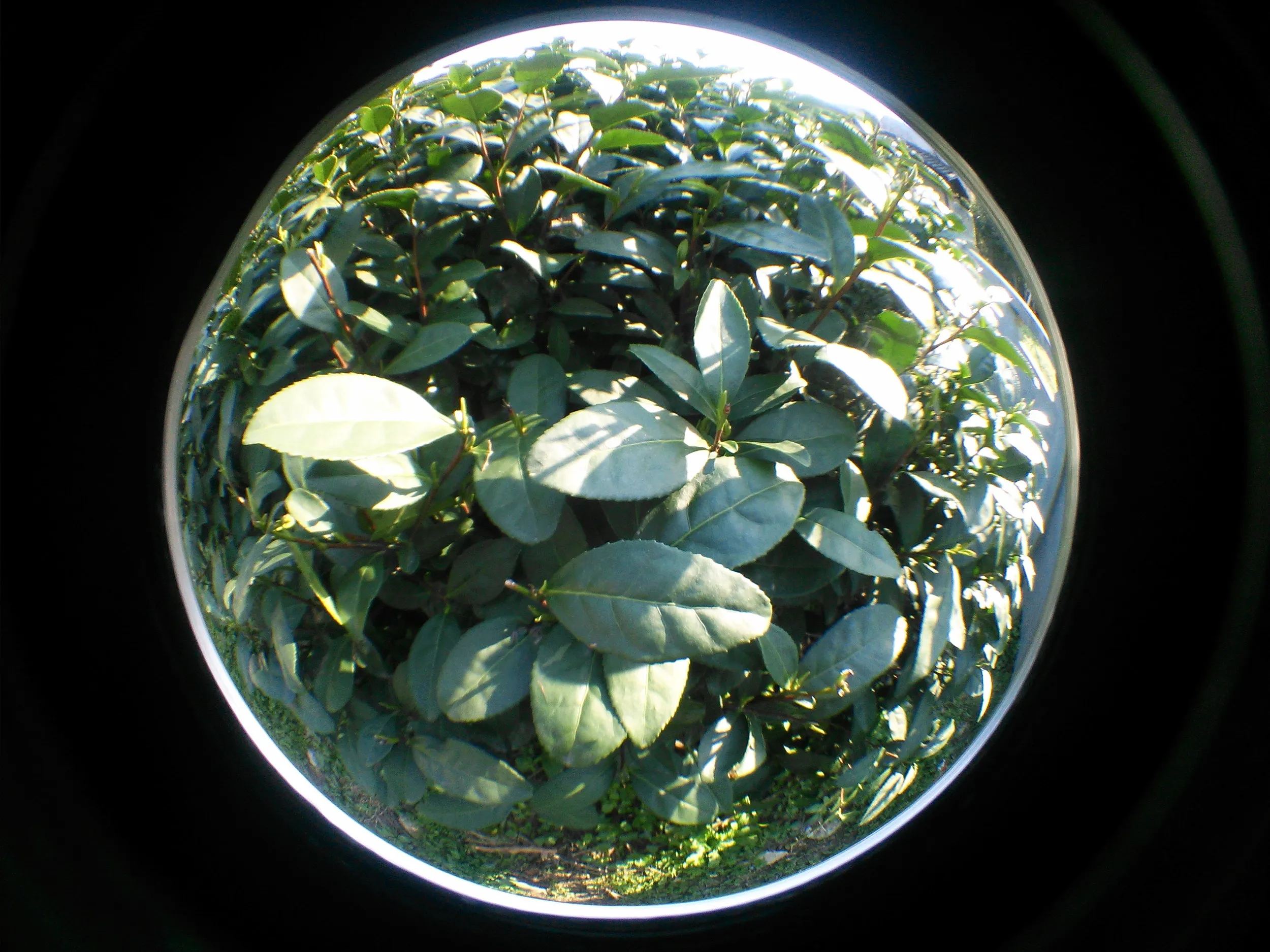 お茶の葉