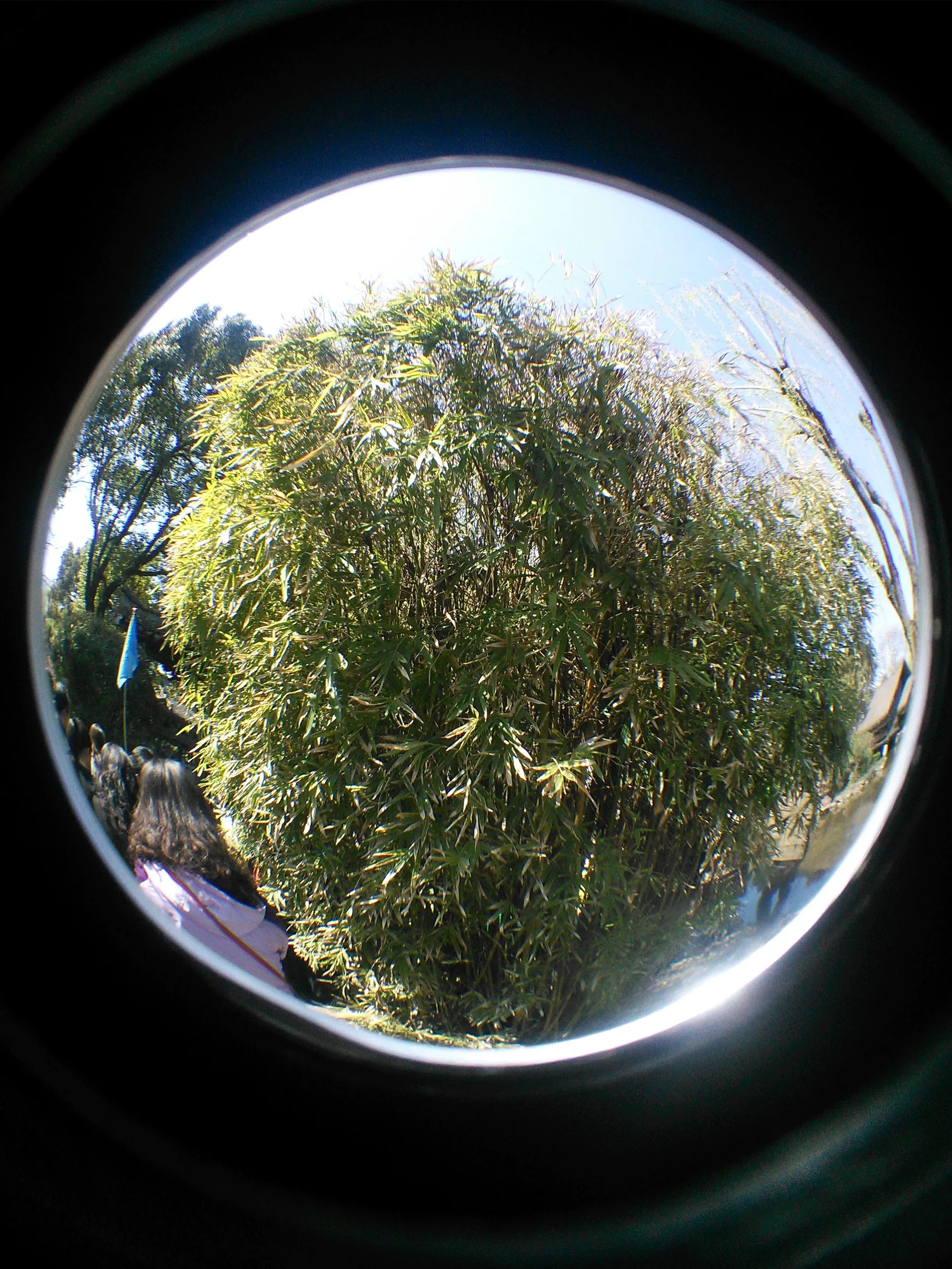 沈園を観光