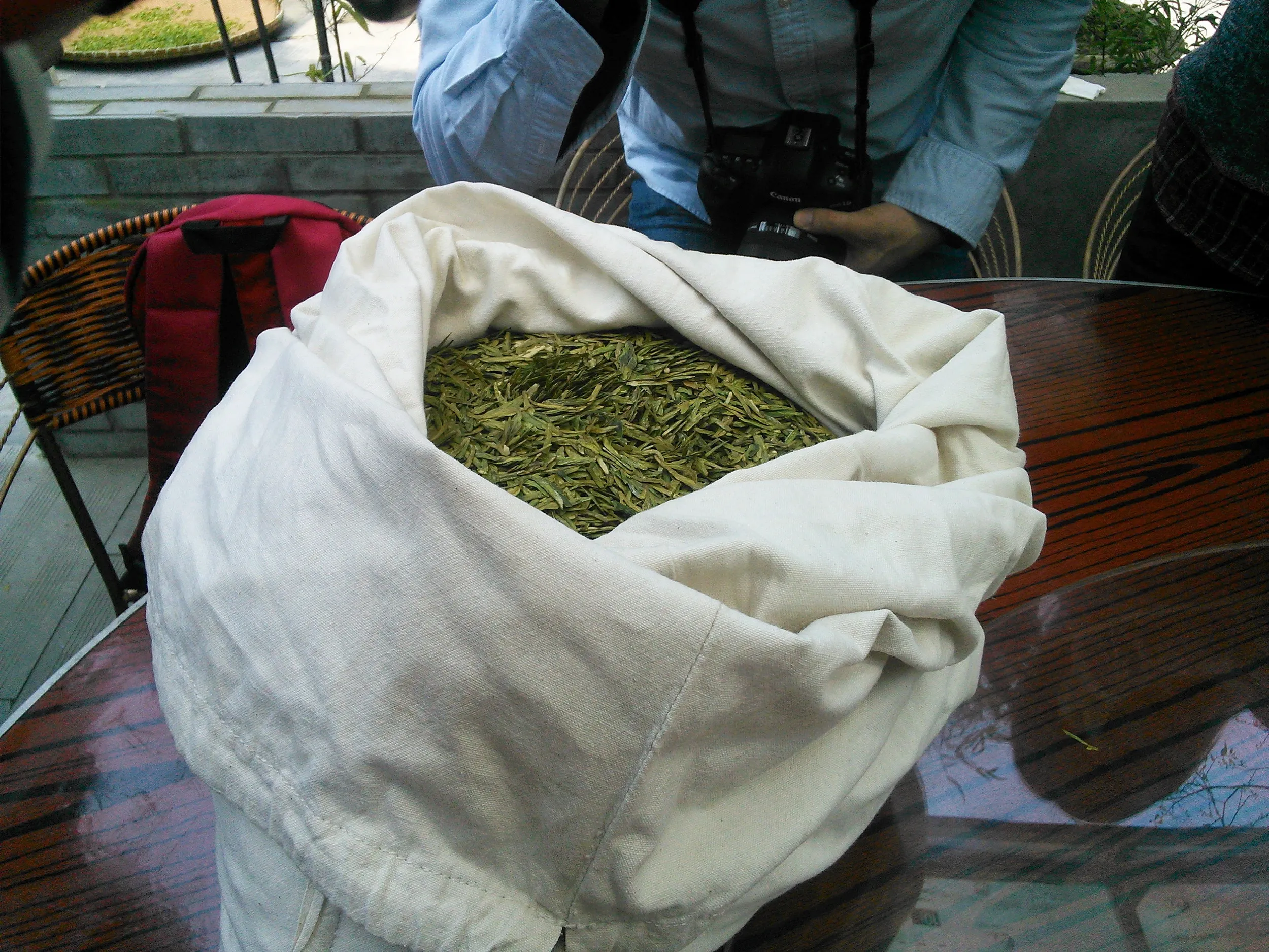 新茶摘みを体験