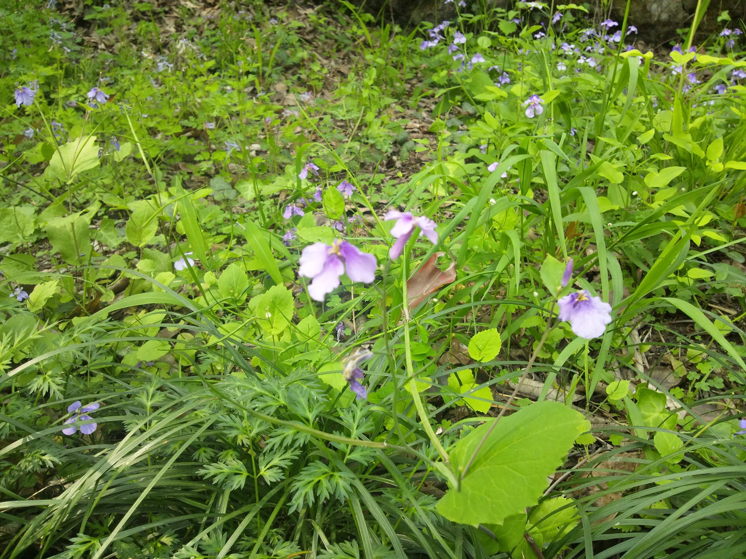 玉皇山へ登る