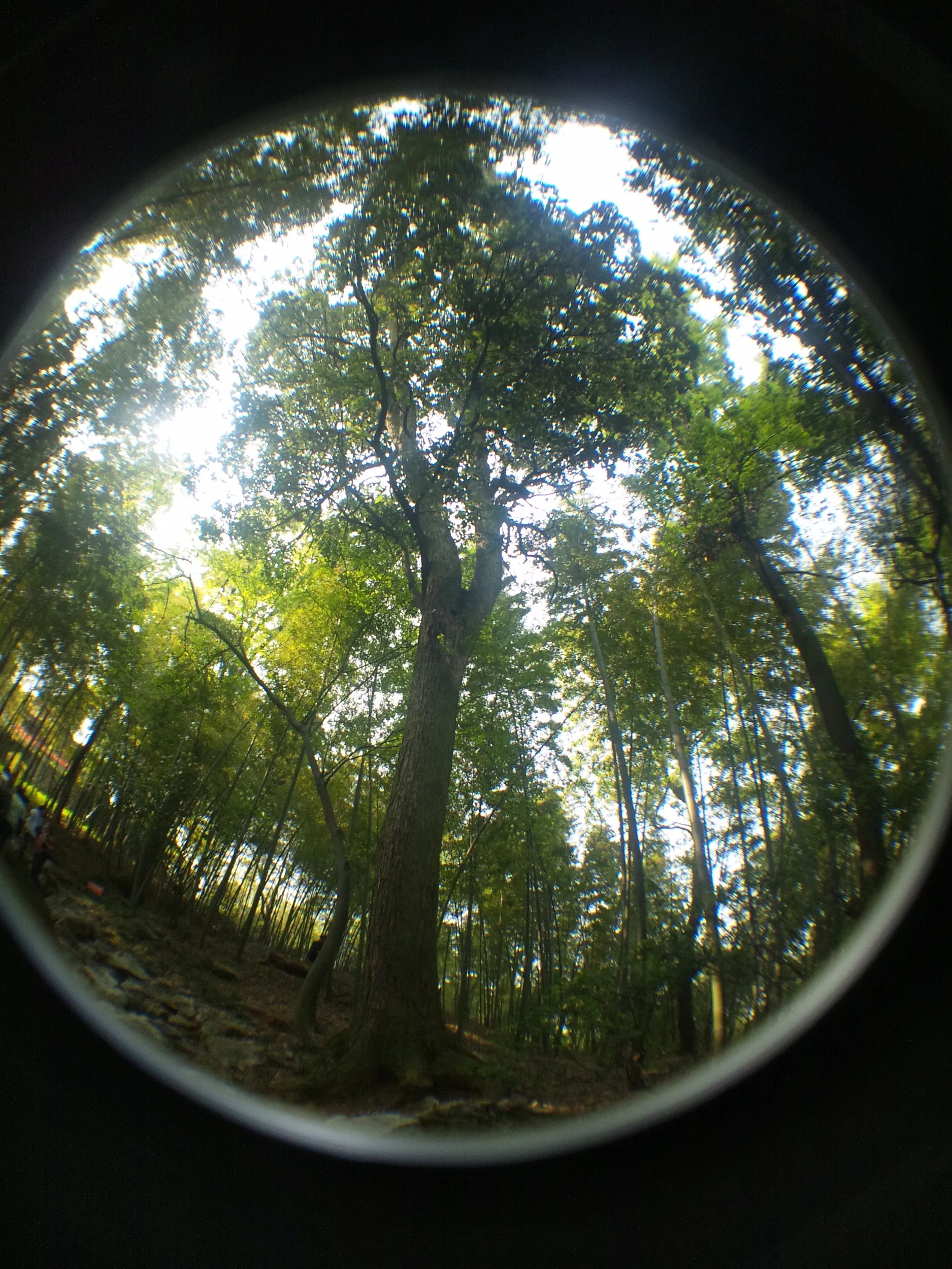 玉皇山へ登る