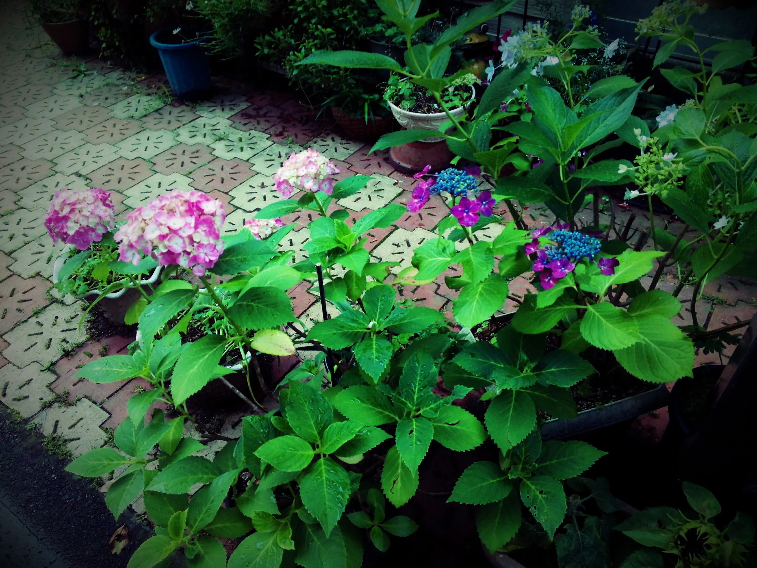 紫陽花の花