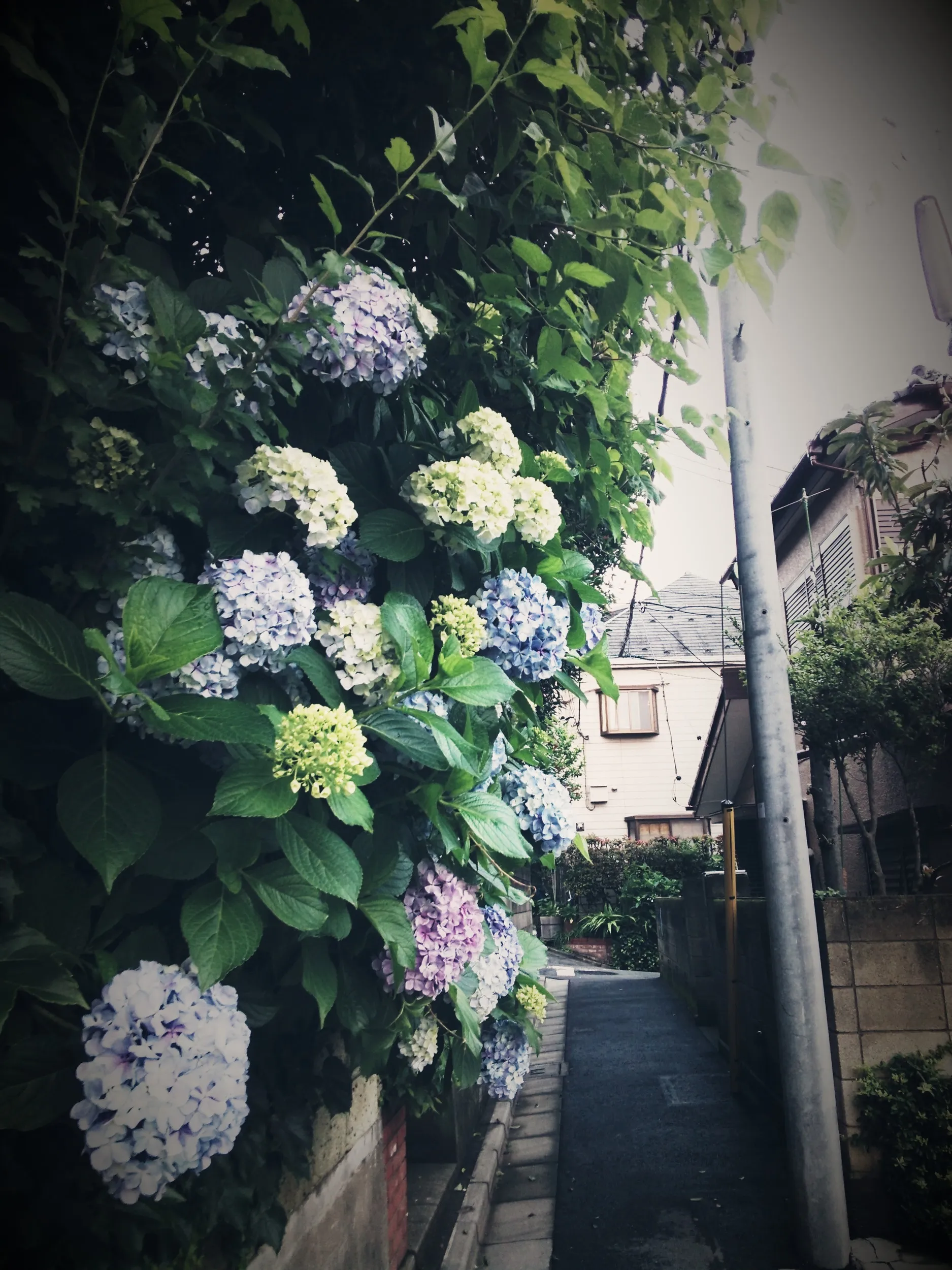 紫陽花の花