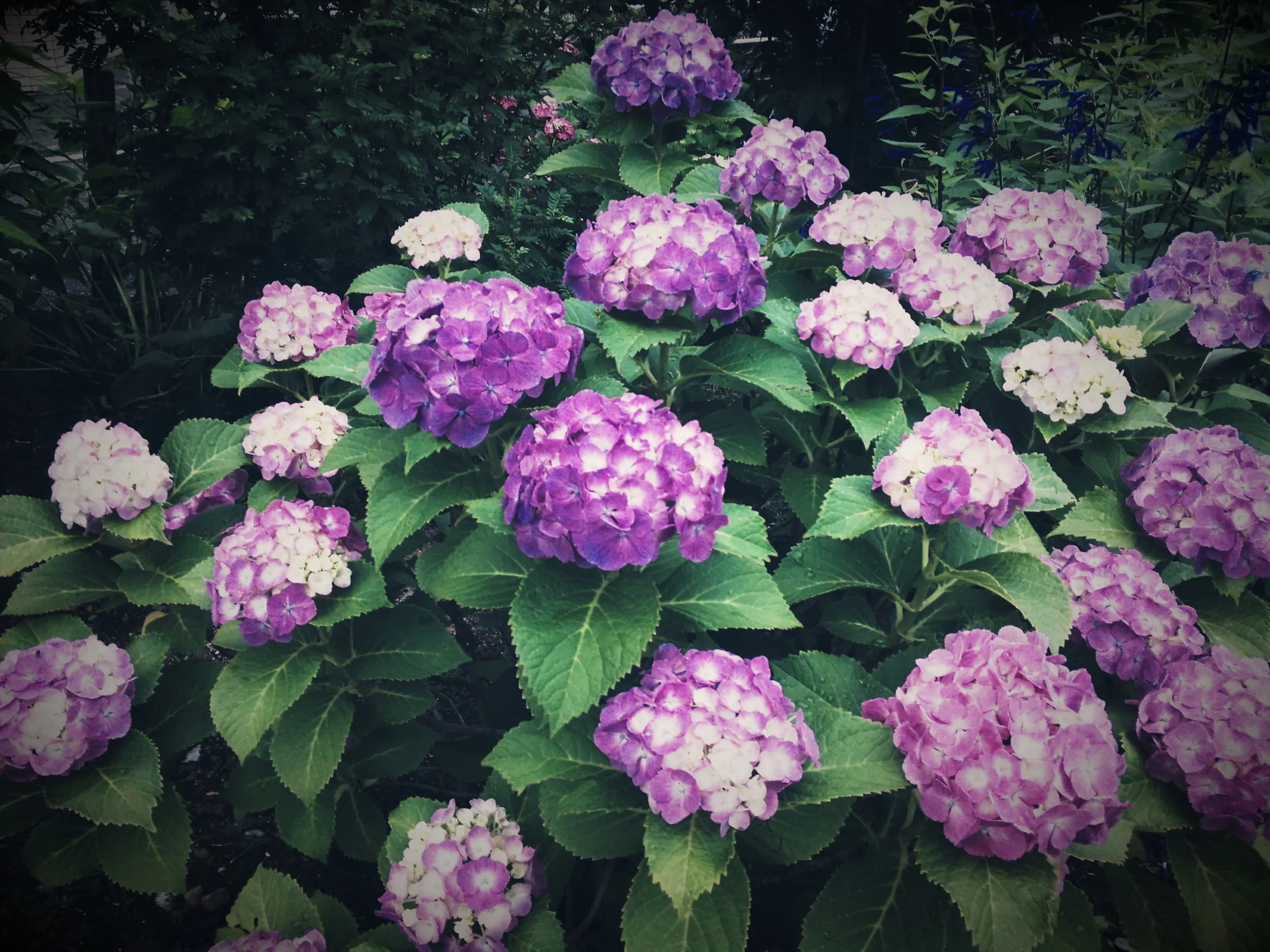 紫陽花の花