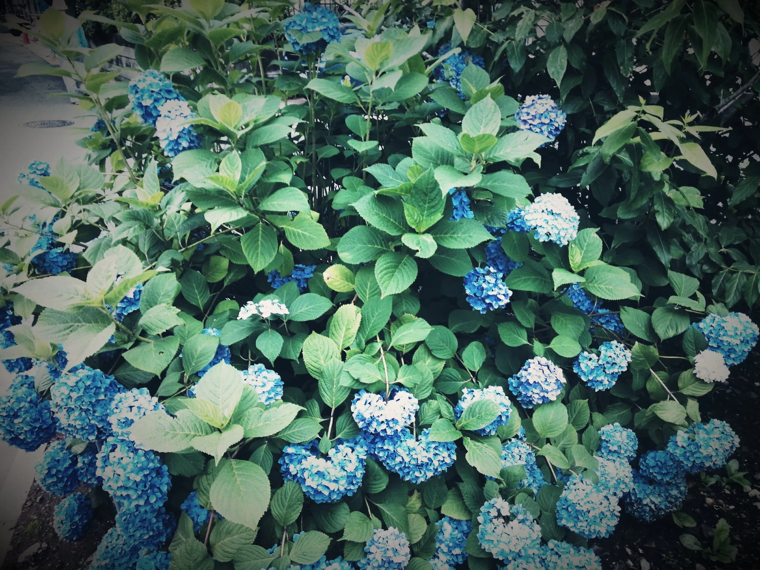 紫陽花の花