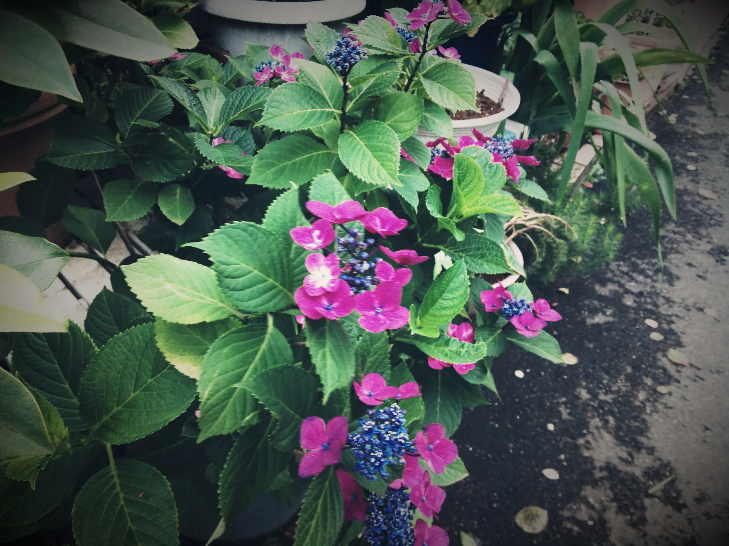 紫陽花の花