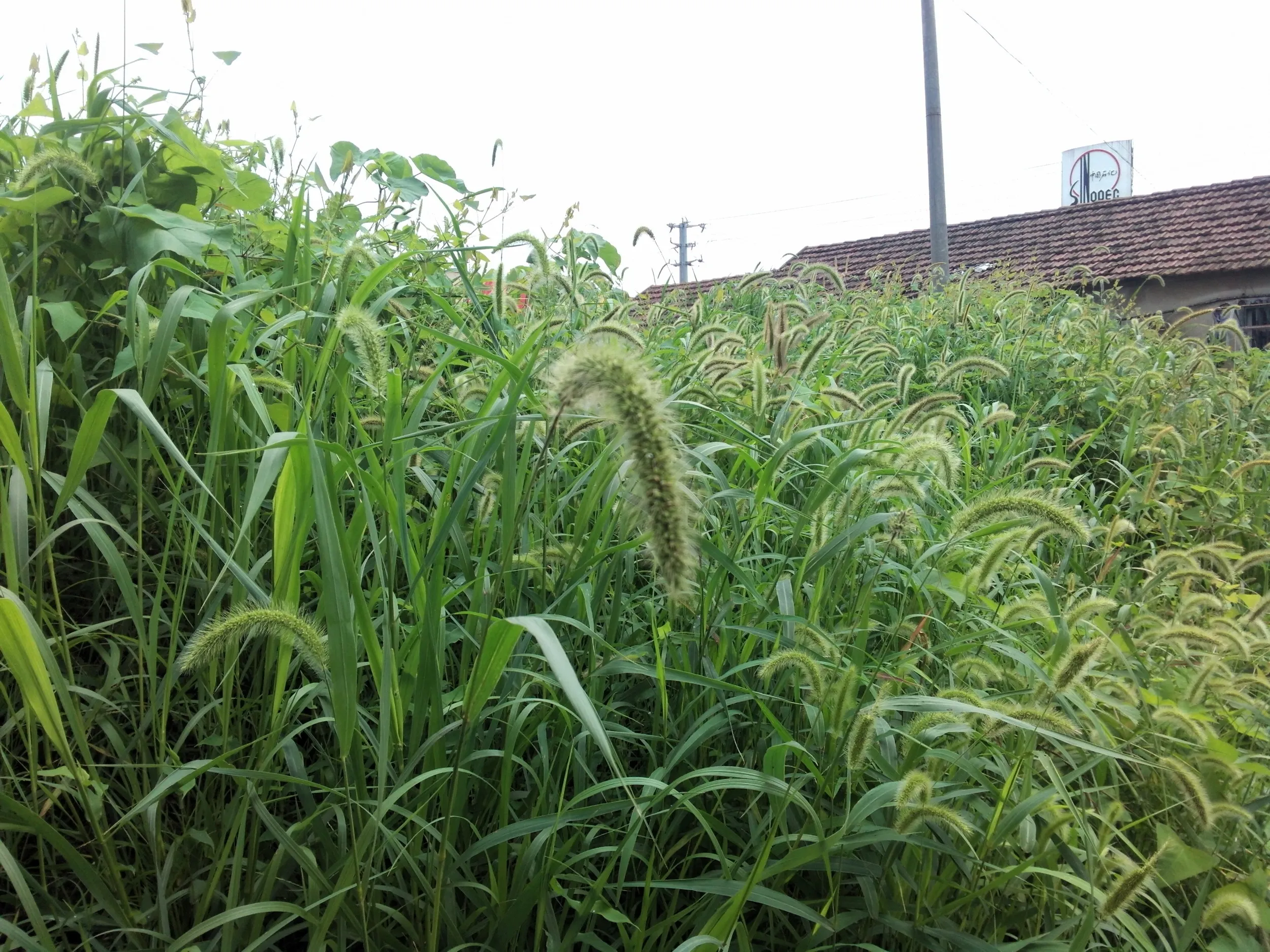 蘇州虎丘湿地公園付近