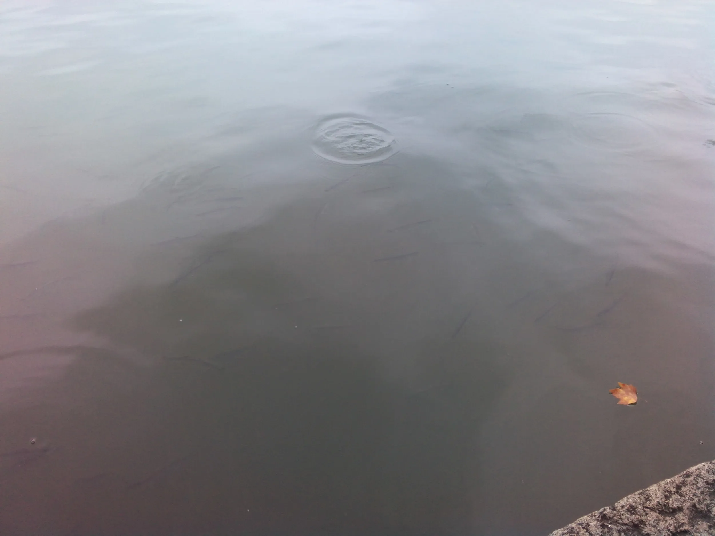 西湖を散歩