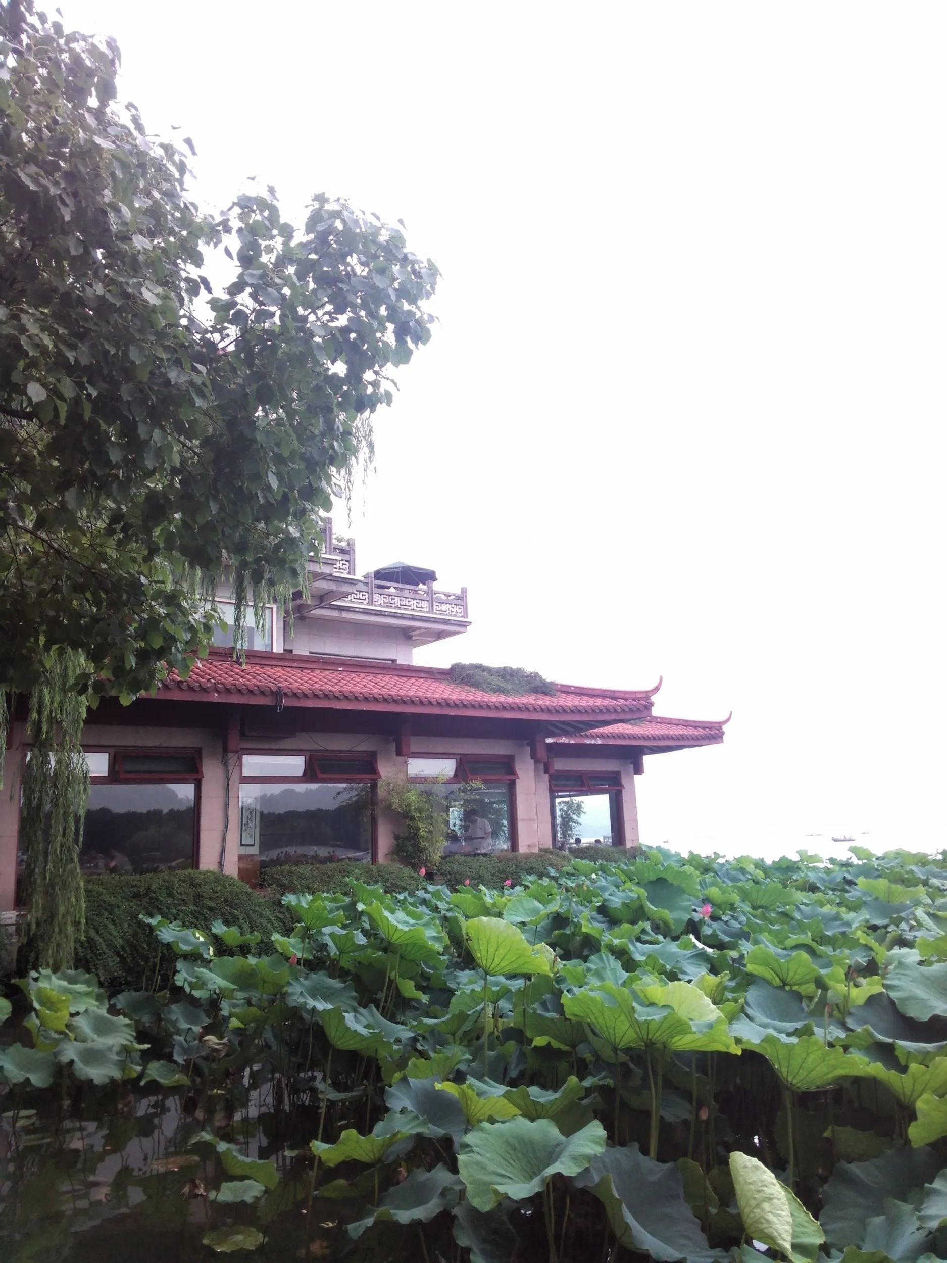 西湖湖畔に咲く蓮の花