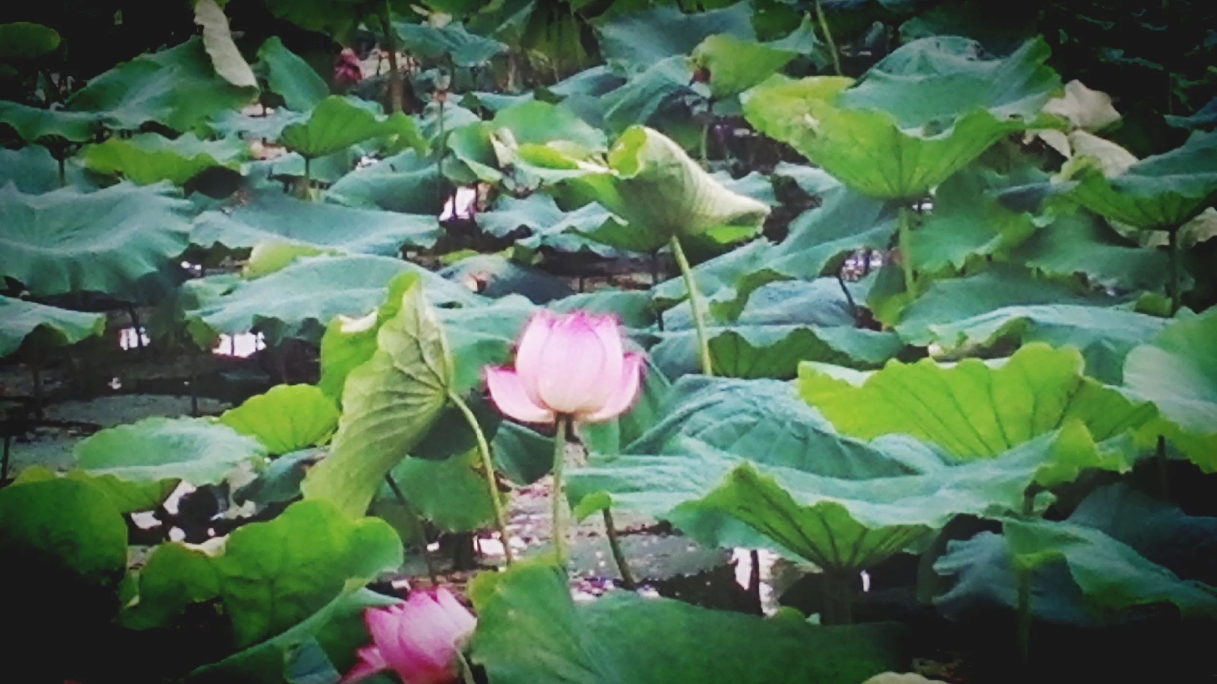 白堤の蓮と蓮の花