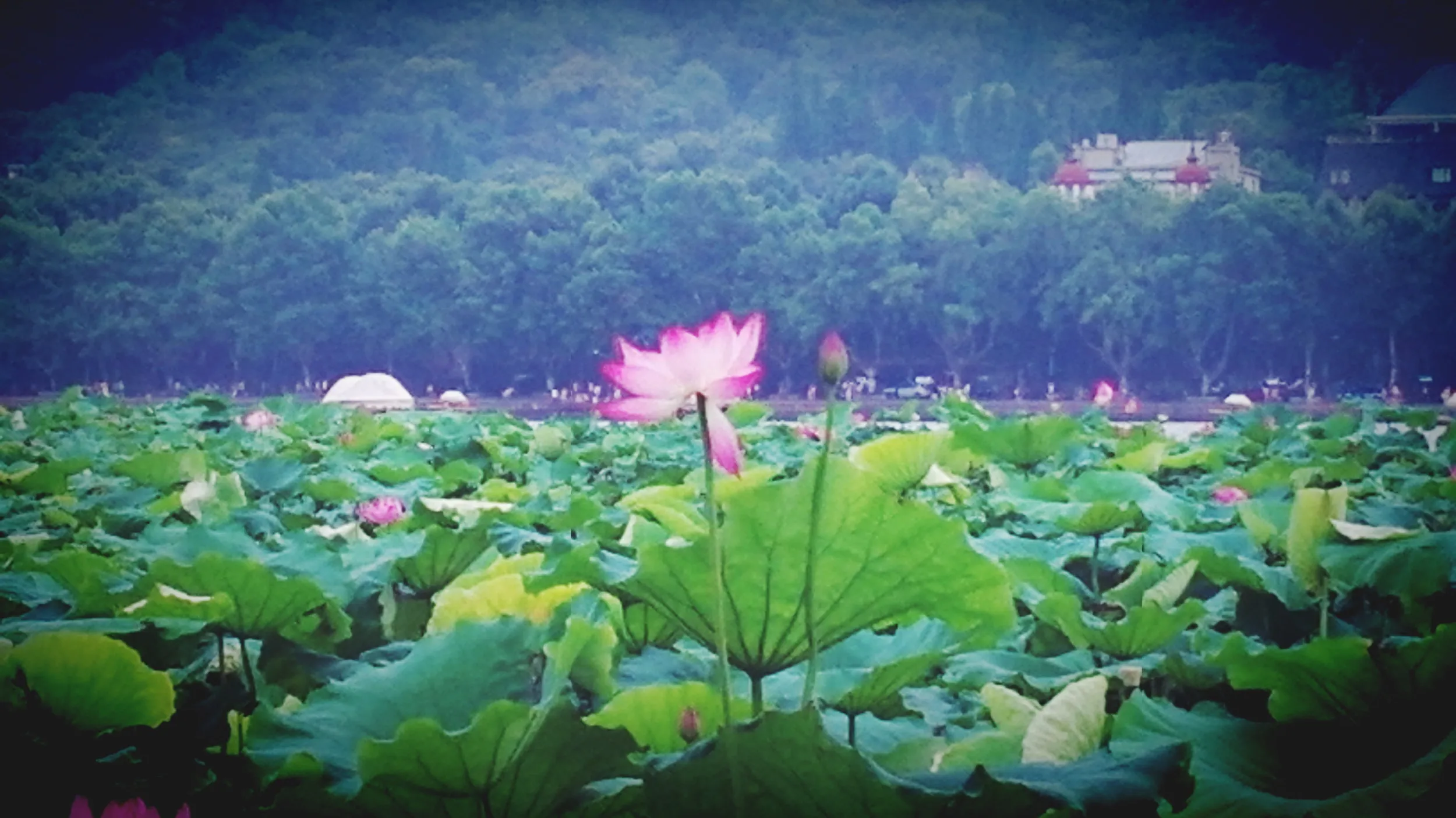 白堤の蓮と蓮の花
