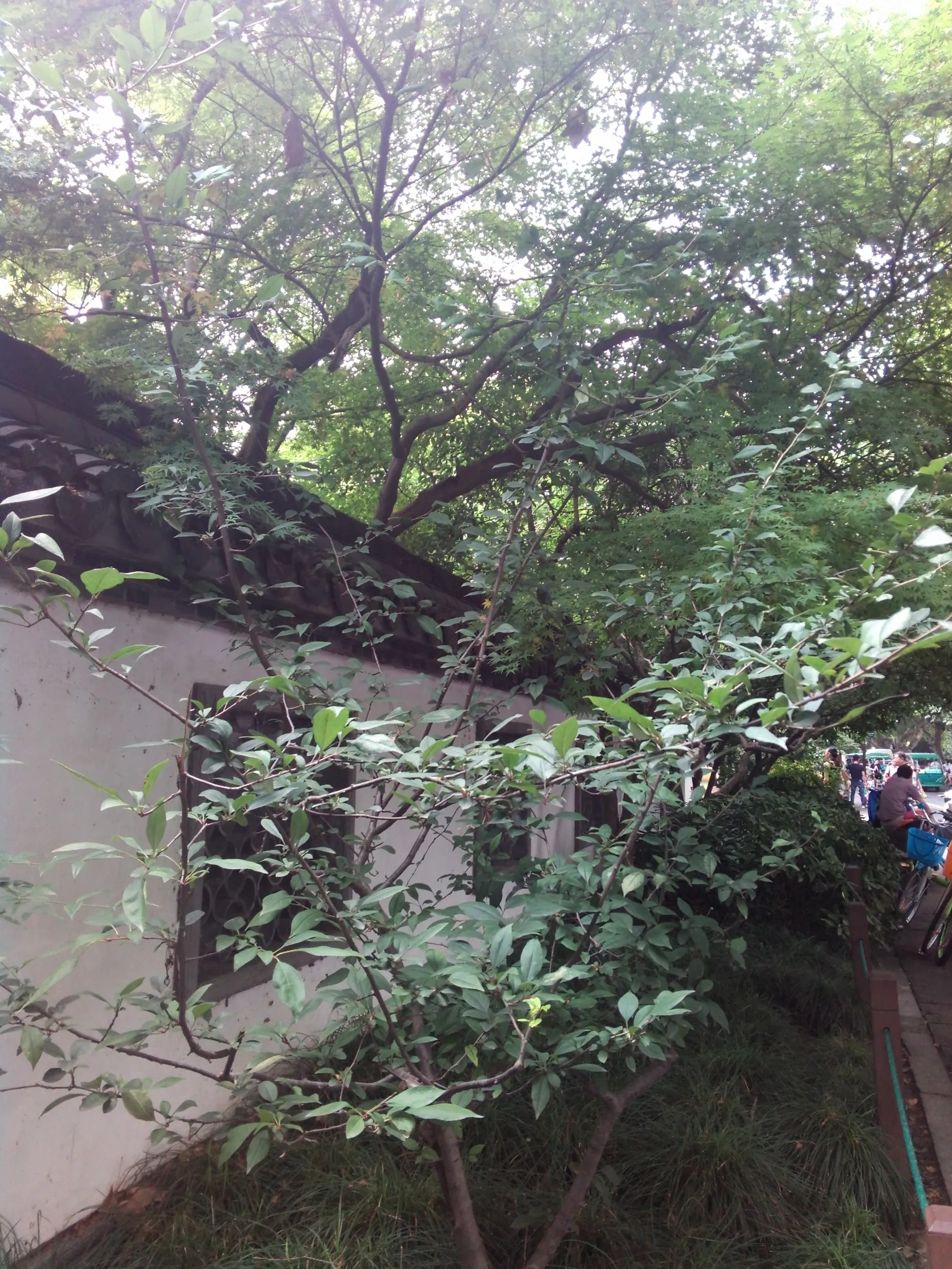 西湖の白堤