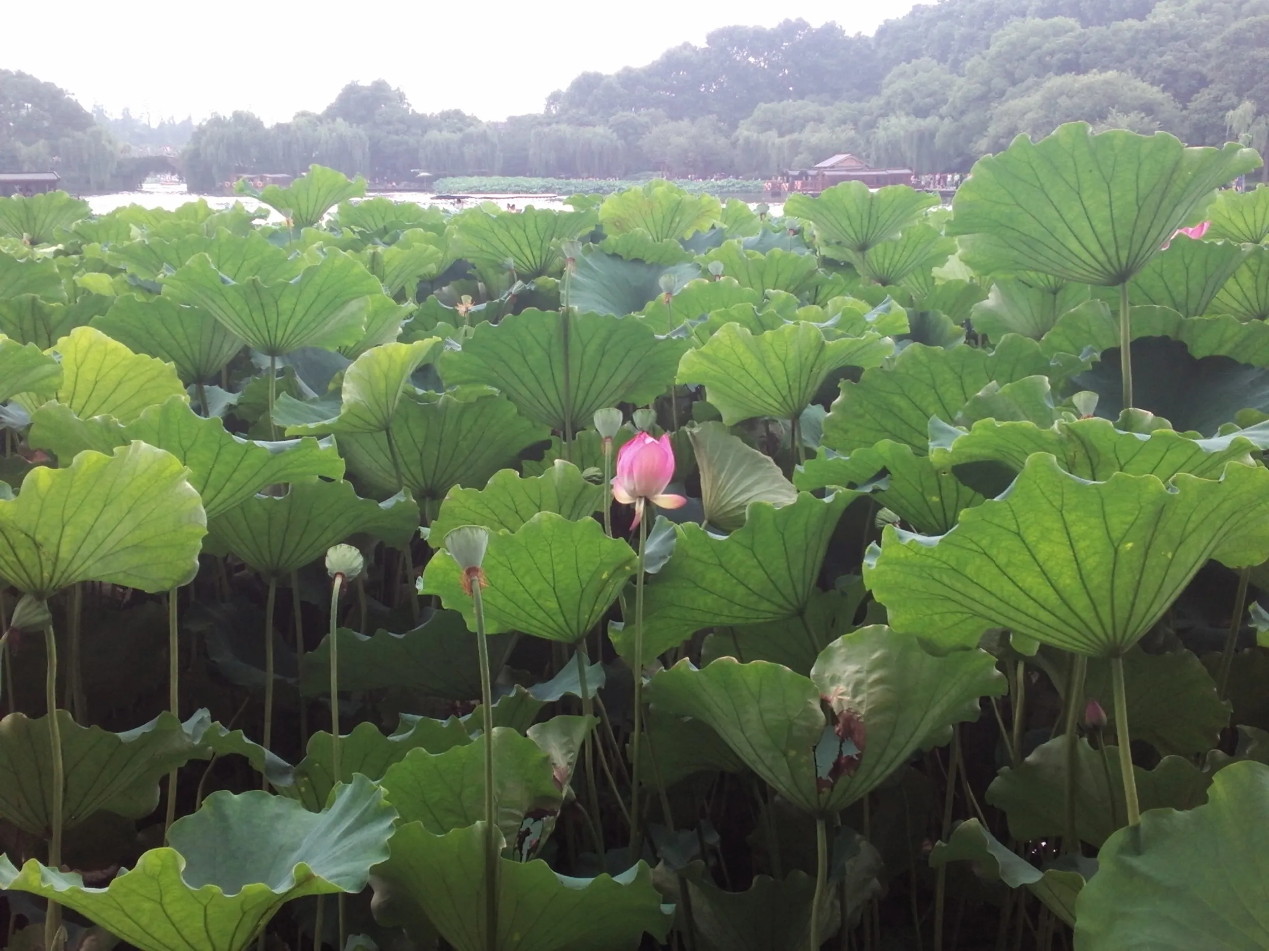 白堤と蘇堤付近の蓮と蓮の花