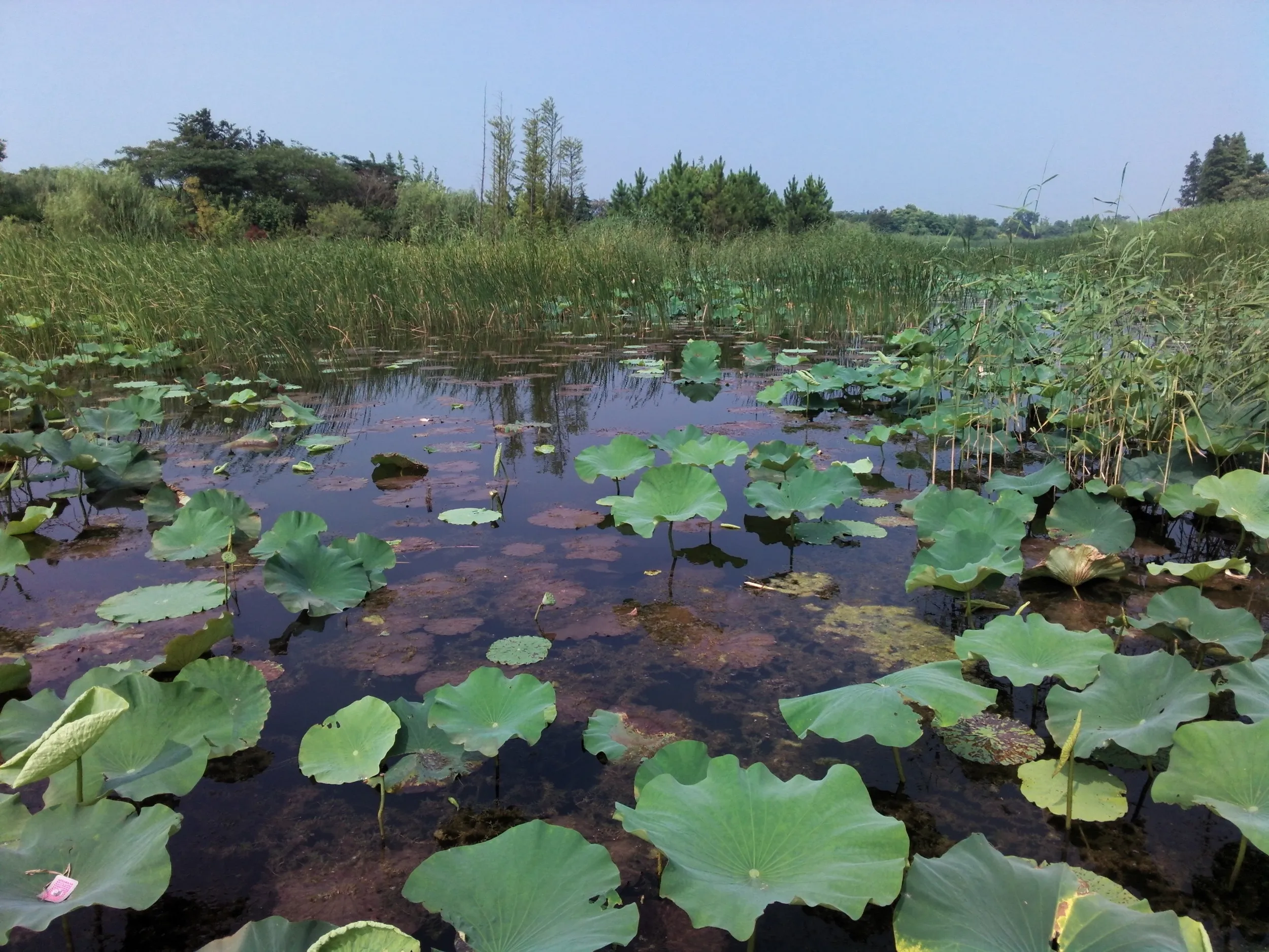 太湖大堤付近の湿地