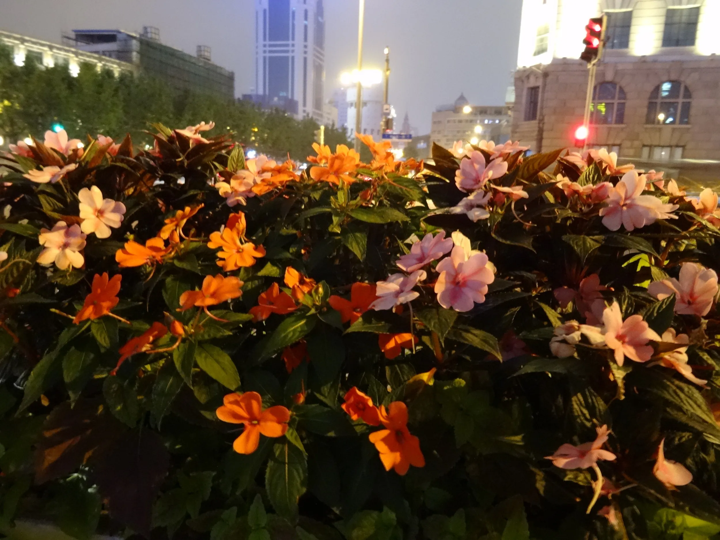 夜に咲く花を撮影