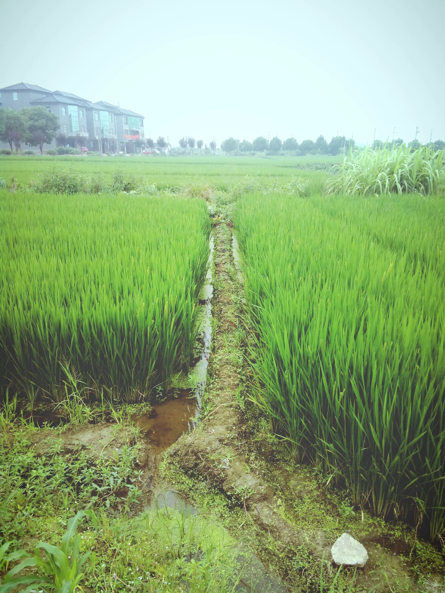 田園風景