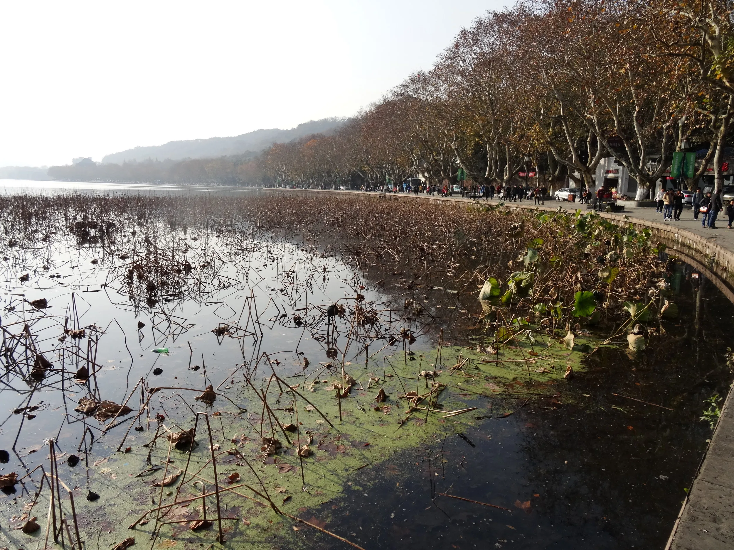 西湖の風景